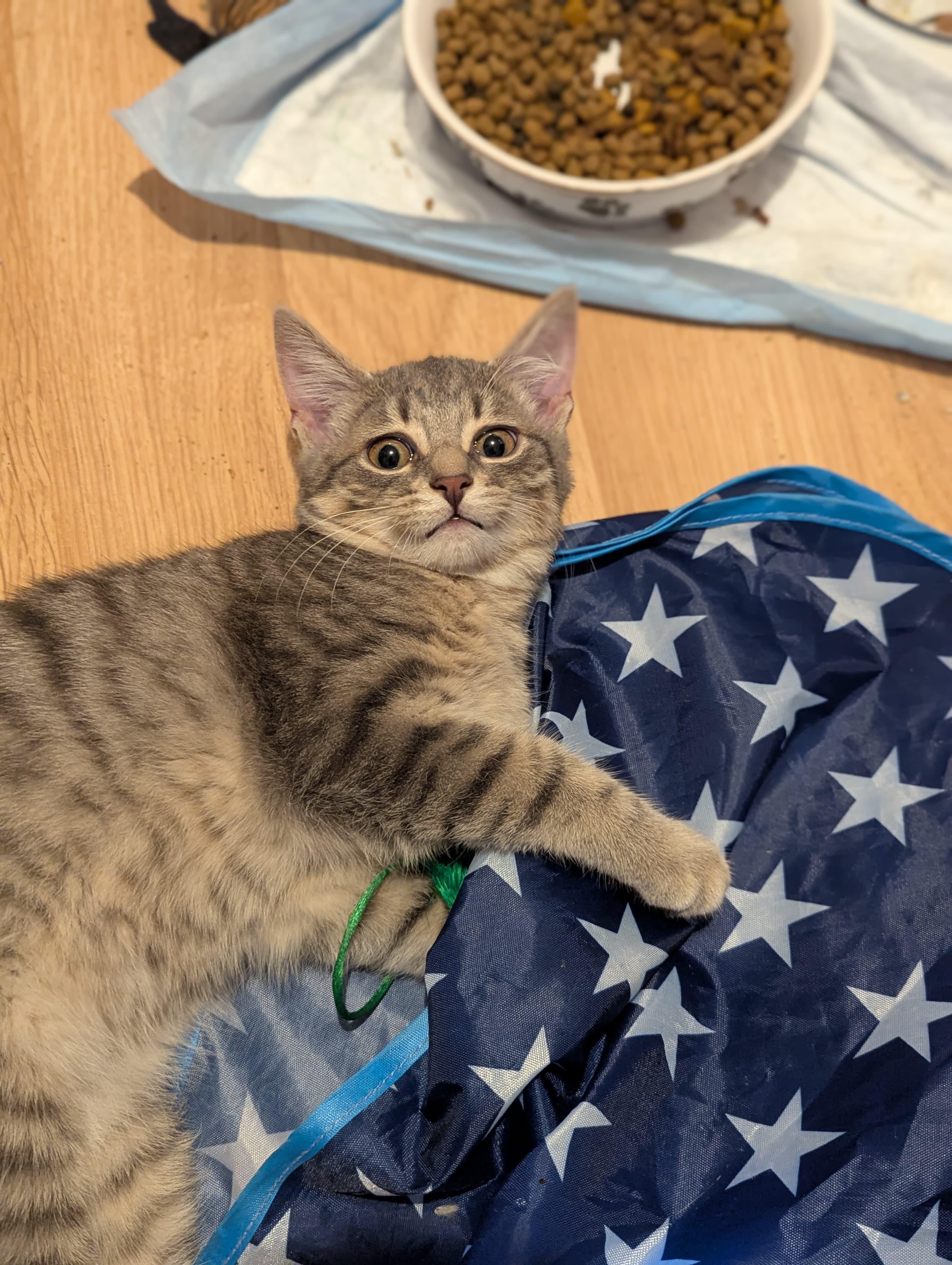 Leonard, a ADOPTABLE Domestic Short Hair in Morristown, NJ image 3/3