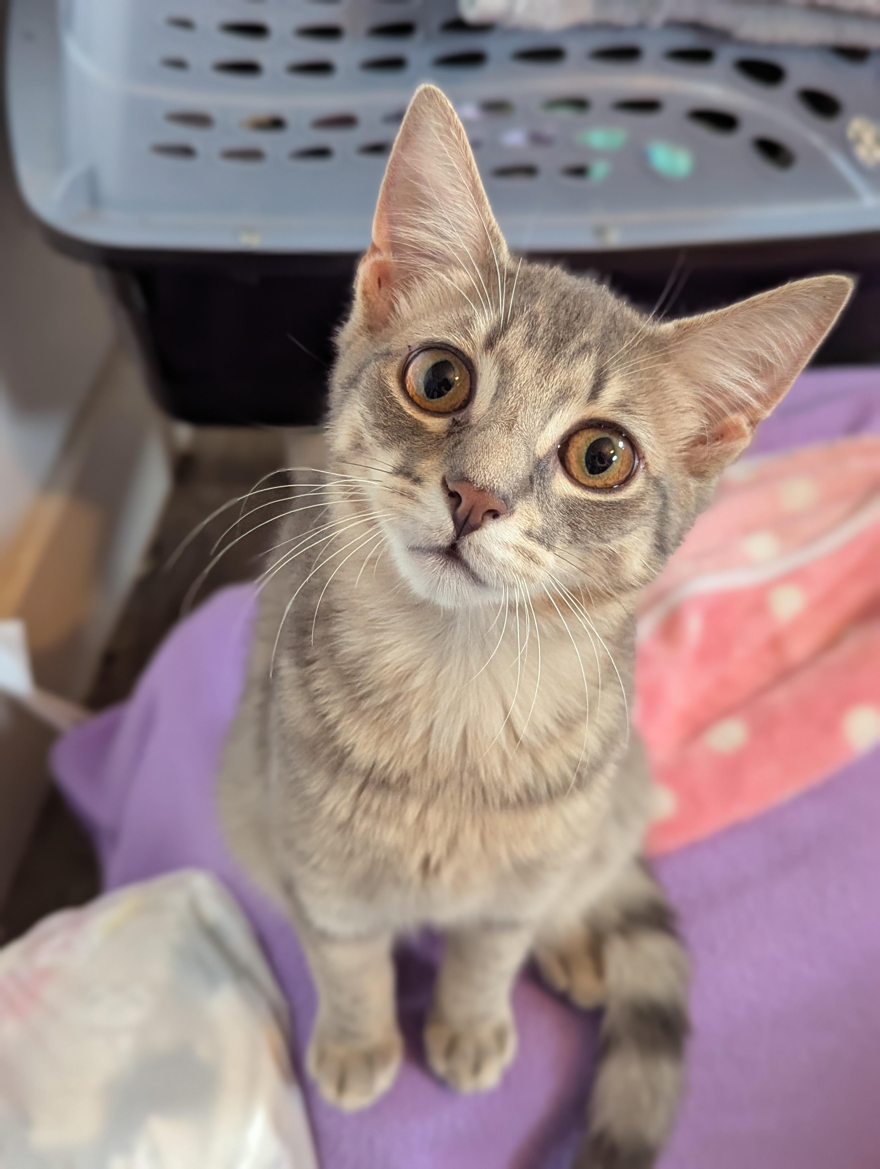 Enlarge Leonard, a ADOPTABLE Domestic Short Hair in Morristown, NJ image 1/5
