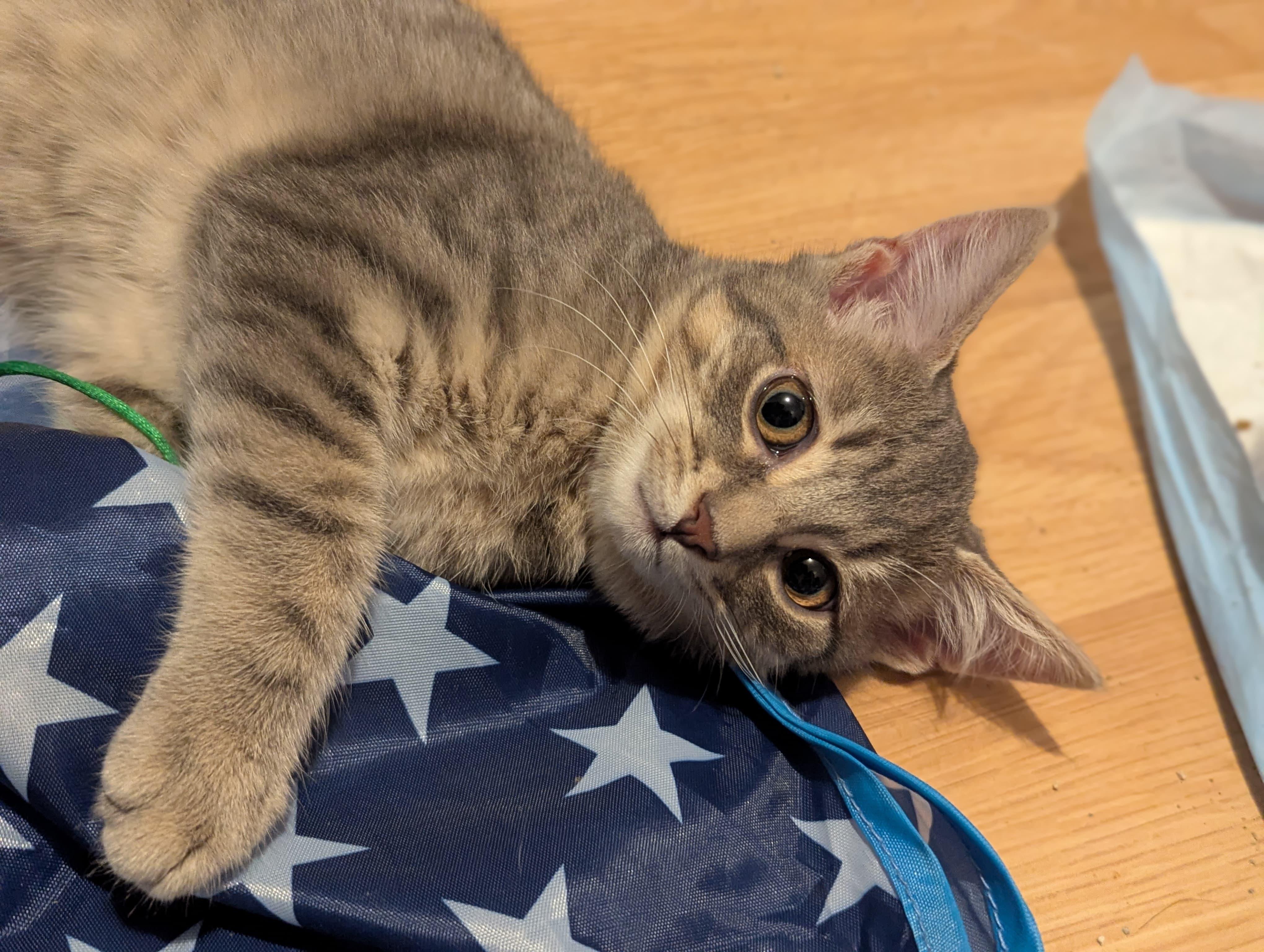 Leonard, a ADOPTABLE Domestic Short Hair in Morristown, NJ image 2/3