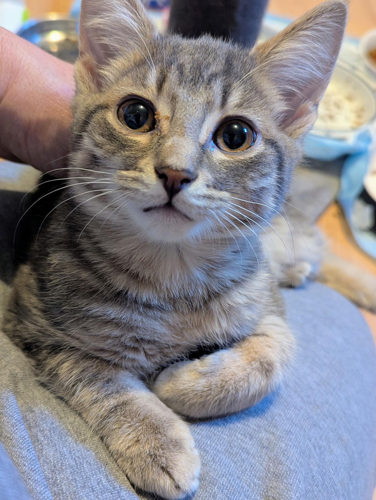 Leonard, a ADOPTABLE Domestic Short Hair in Morristown, NJ image 1/3