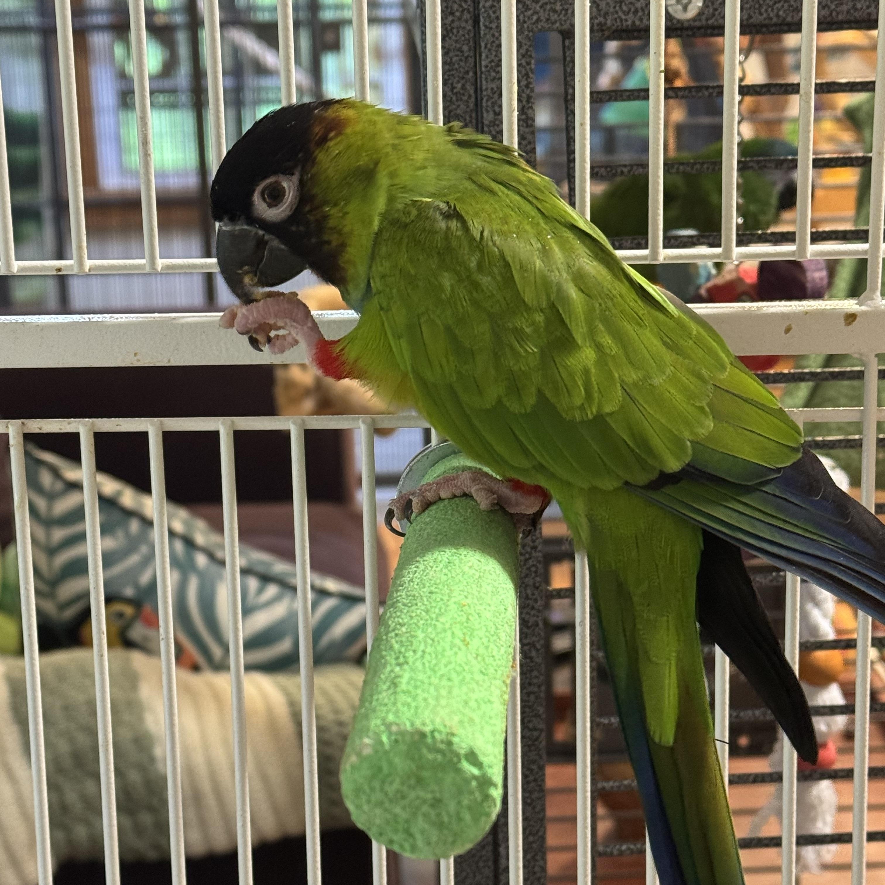 Enlarge Herald, a Adoptable Conure in Blairstown, NJ image 1/1