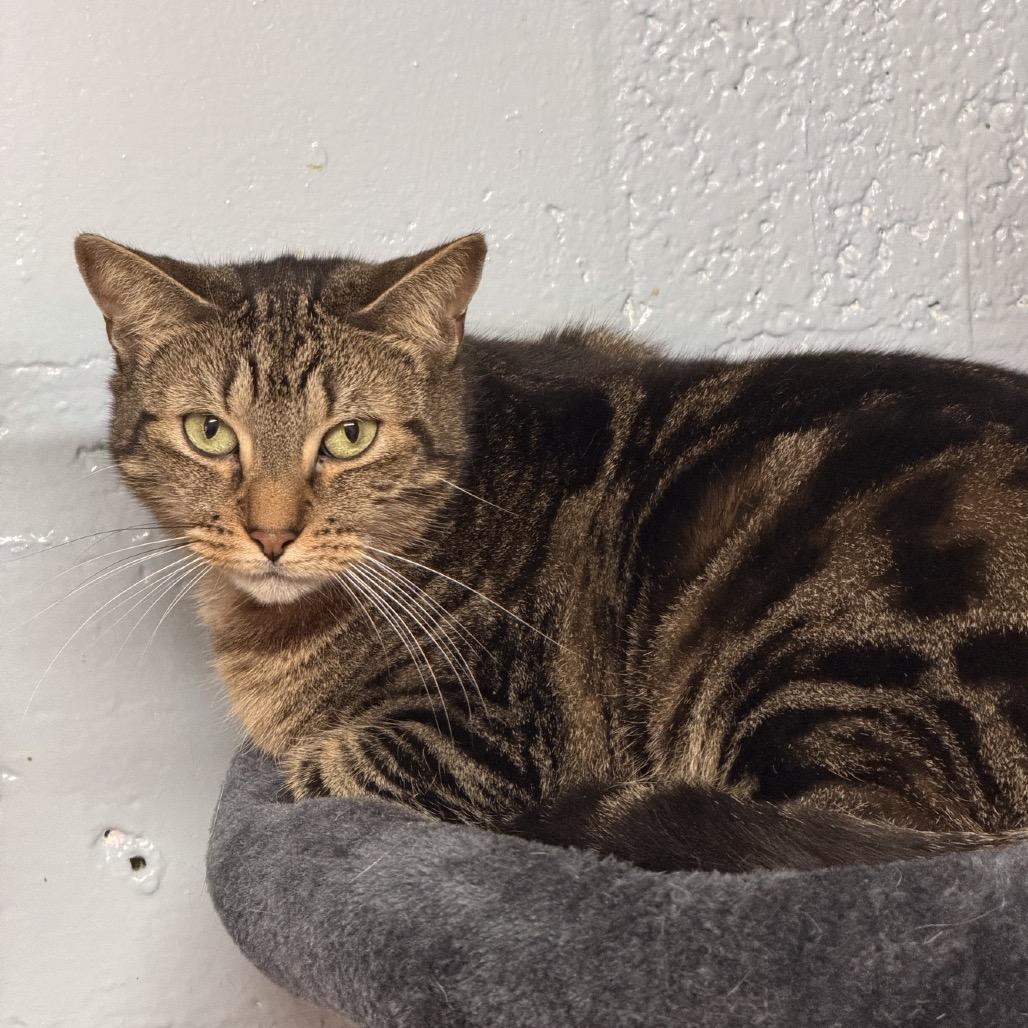 Beth, Adoptable, Adult Female Domestic Short Hair.