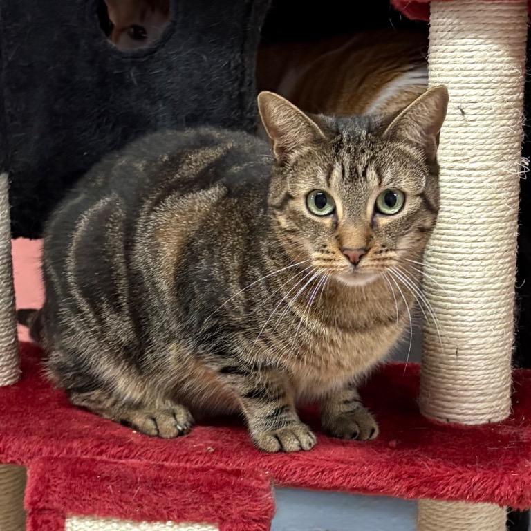 Beth, Adoptable, Adult Female Domestic Short Hair.