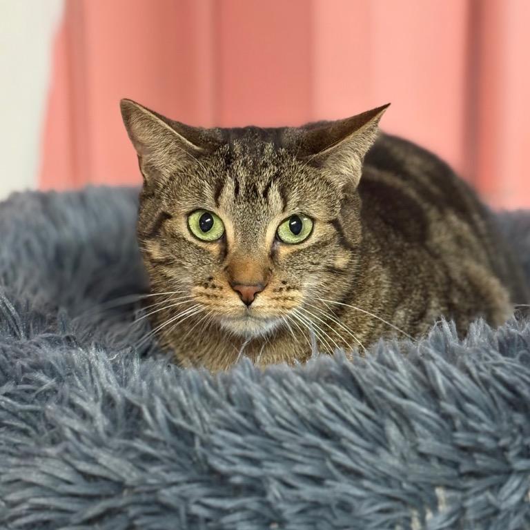 Enlarge Beth, a Adoptable Domestic Short Hair in Fort Lauderdale, FL image 2/2