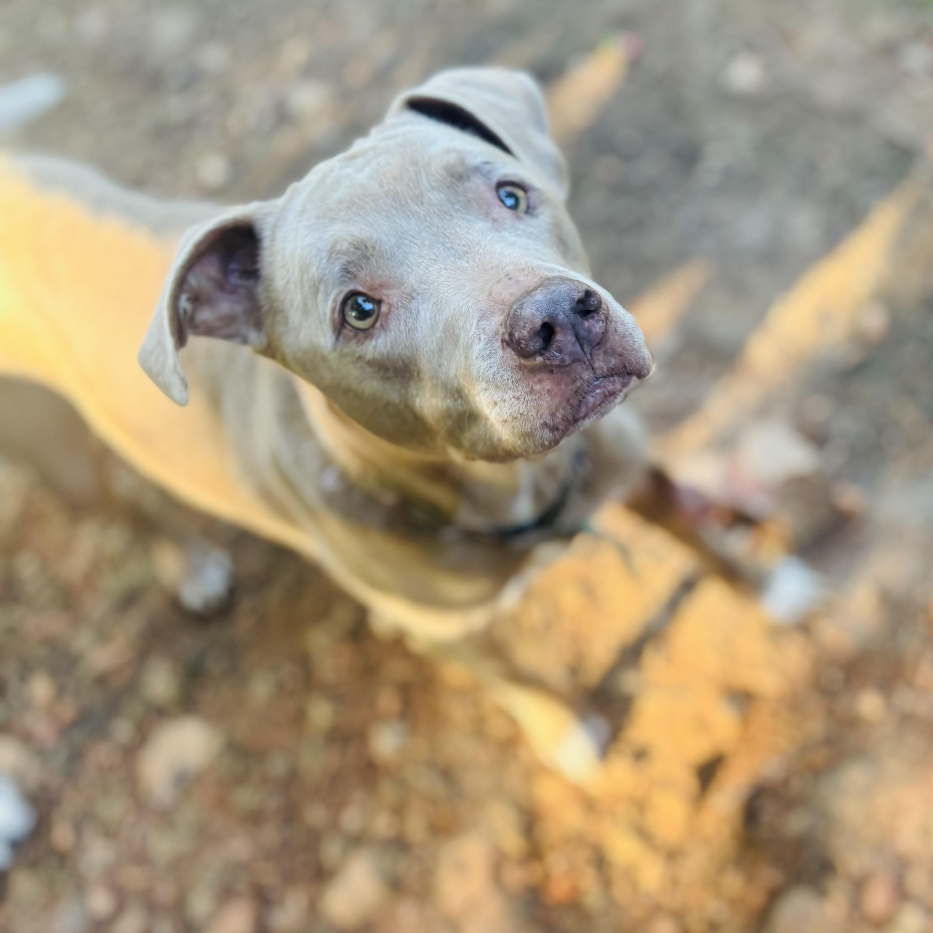 Esme, Adoptable, Senior Female Labrador Retriever.