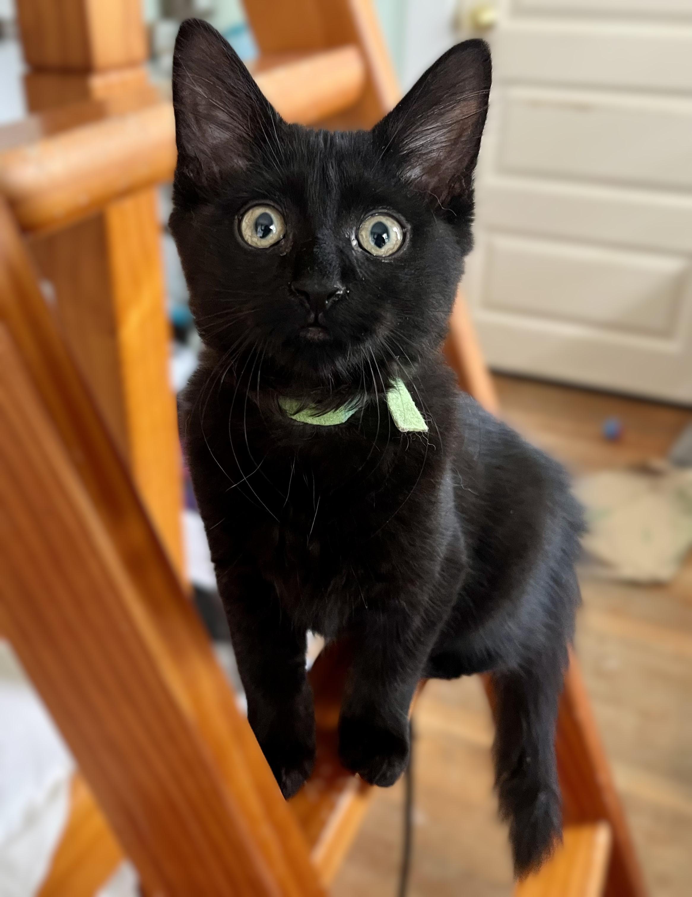 Freedom, a ADOPTABLE mixed breed in Rocky Hill, CT image 2/6