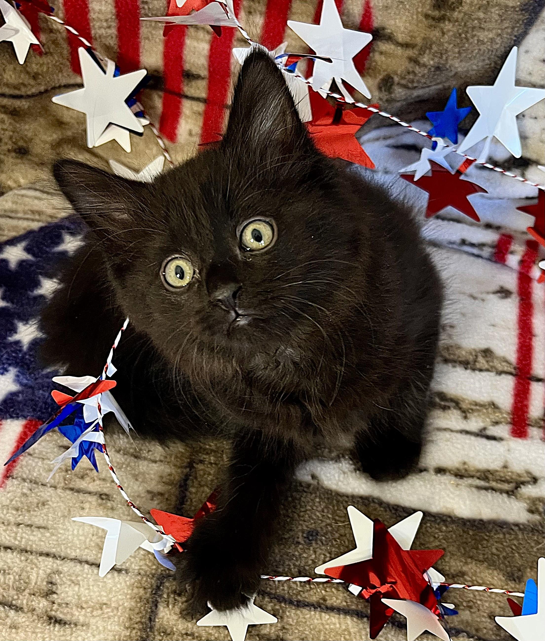 Freedom/Glory/America, ADOPTABLE, Kitten Female Domestic Long Hair.