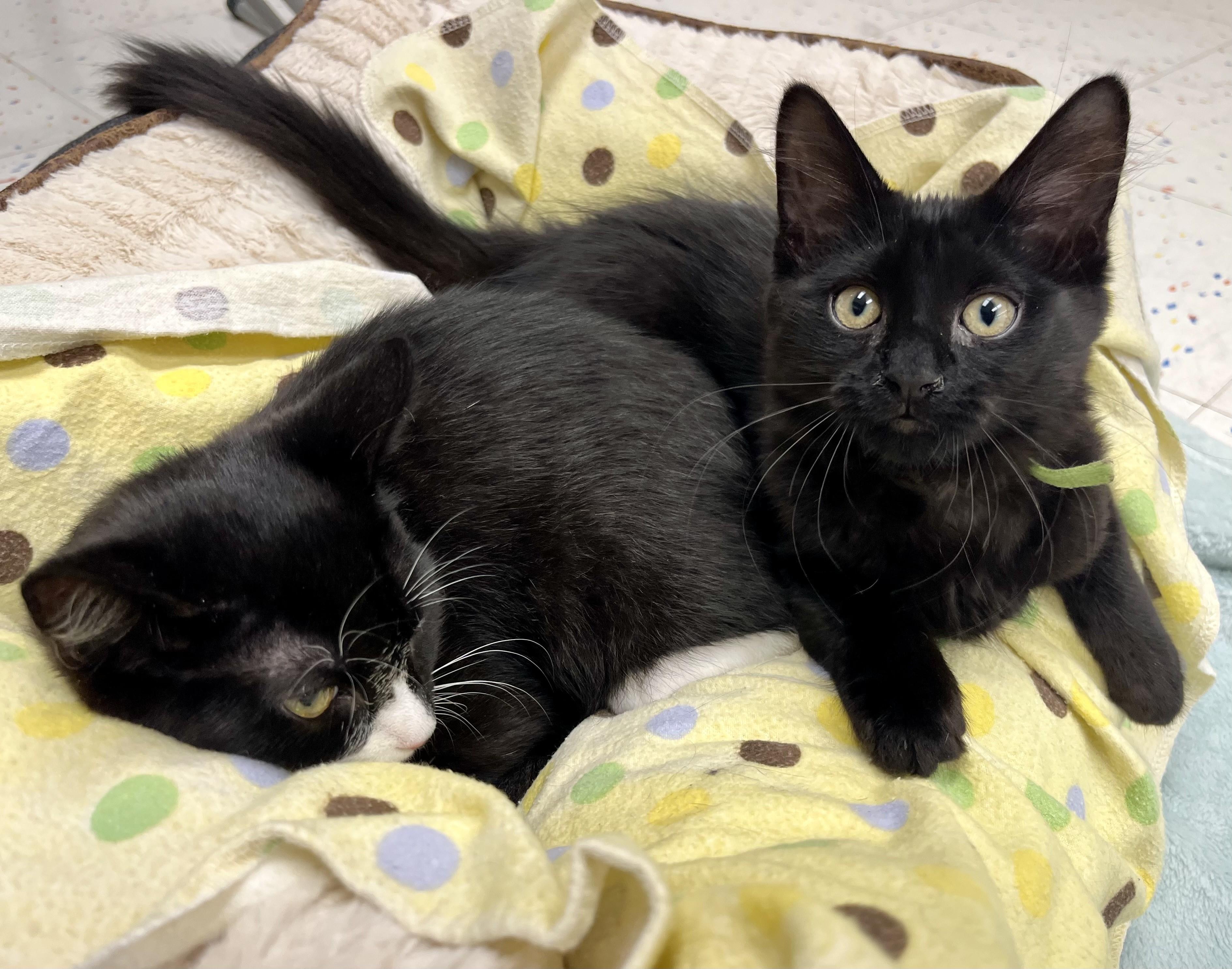 Freedom, a ADOPTABLE mixed breed in Rocky Hill, CT image 5/6