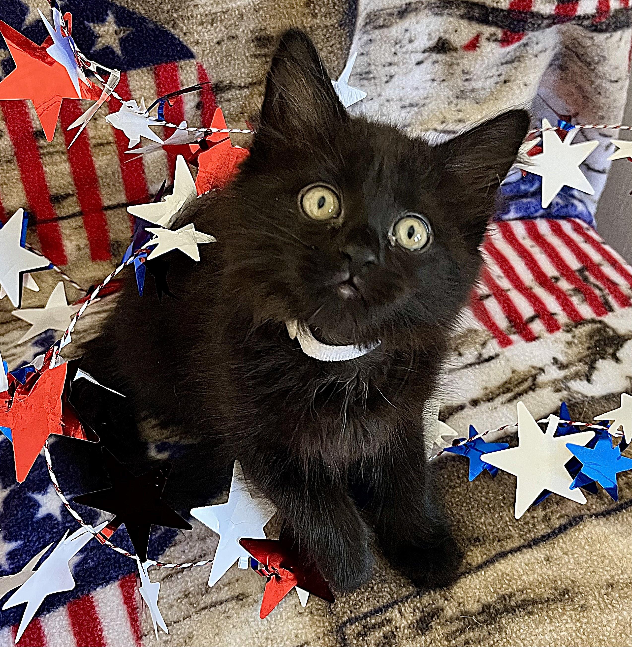 Freedom/Glory/America, a ADOPTABLE mixed breed in Rocky Hill, CT image 6/6