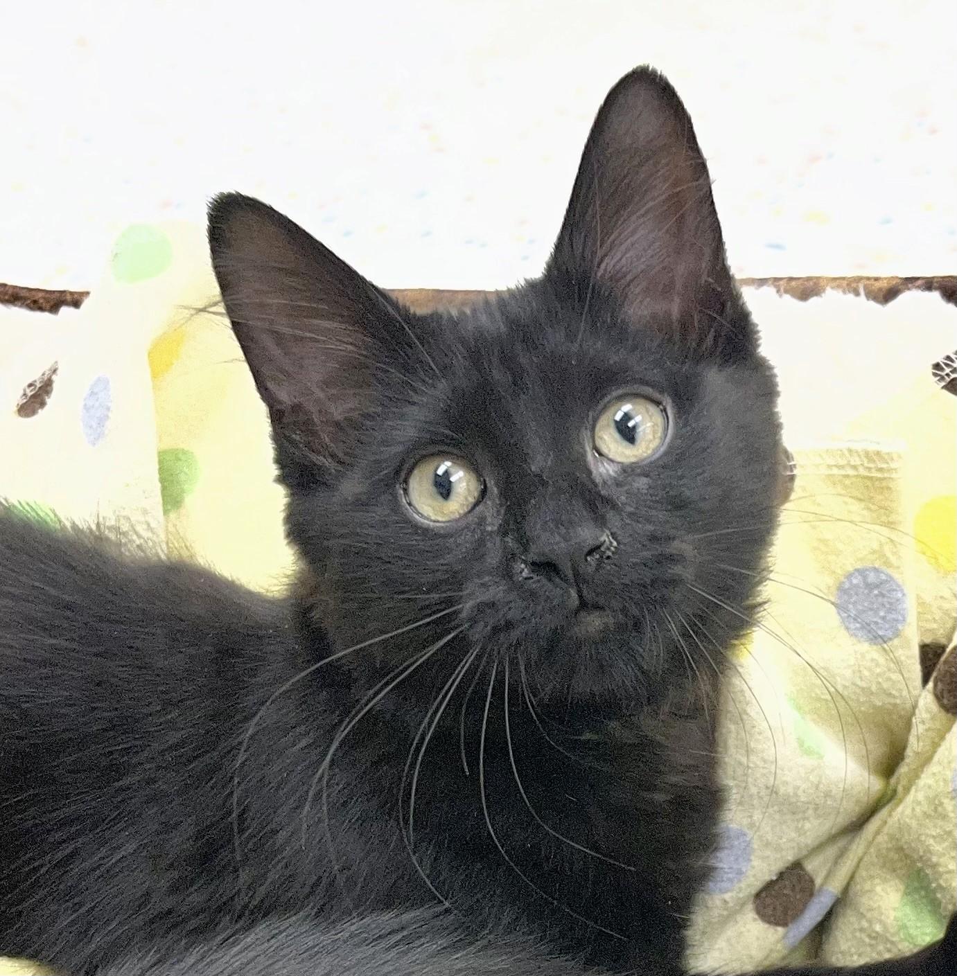 Freedom, a ADOPTABLE mixed breed in Rocky Hill, CT image 1/6
