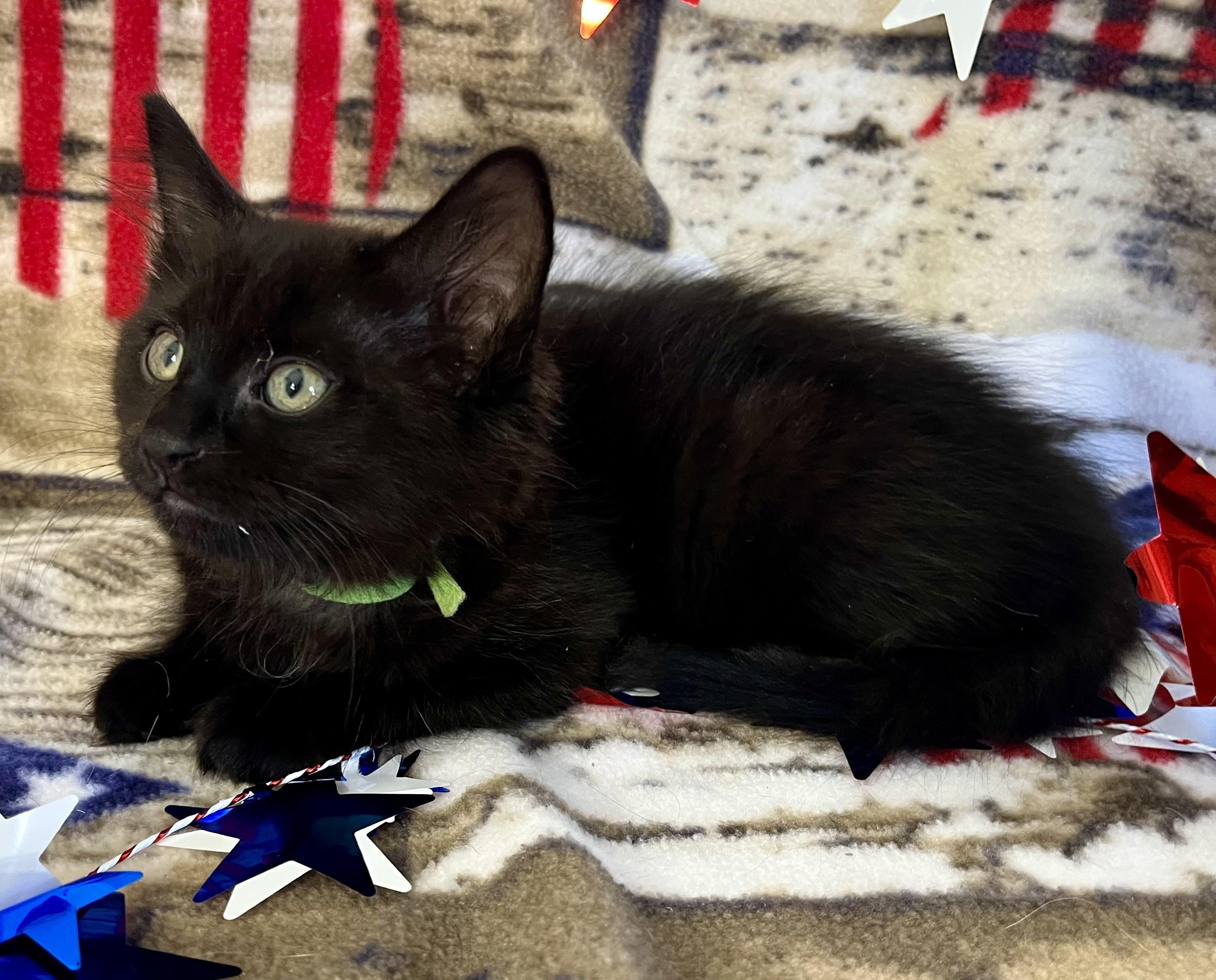 Freedom/Glory/America, a ADOPTABLE mixed breed in Rocky Hill, CT image 4/6