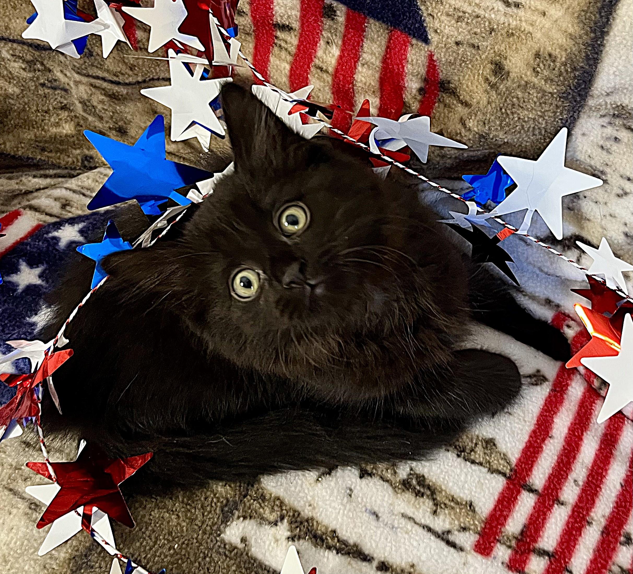 Freedom/Glory/America, a ADOPTABLE mixed breed in Rocky Hill, CT image 2/6