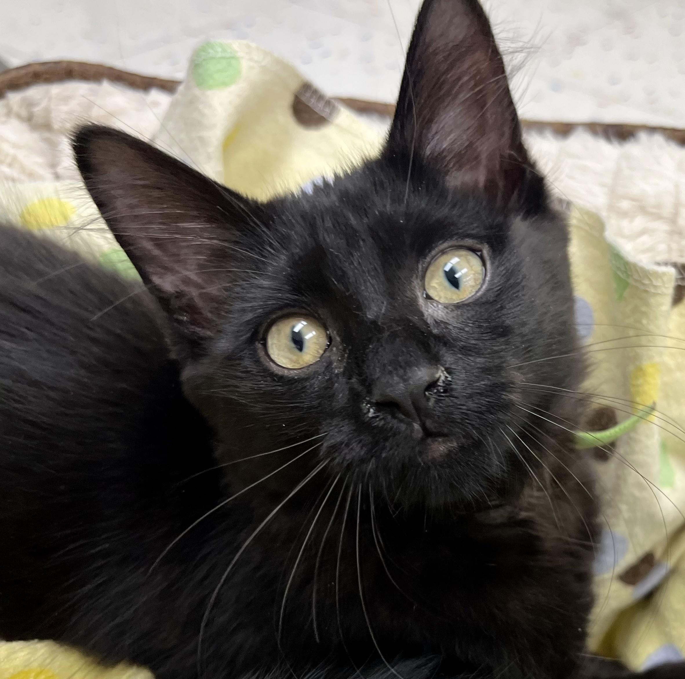 Freedom, a ADOPTABLE mixed breed in Rocky Hill, CT image 4/6