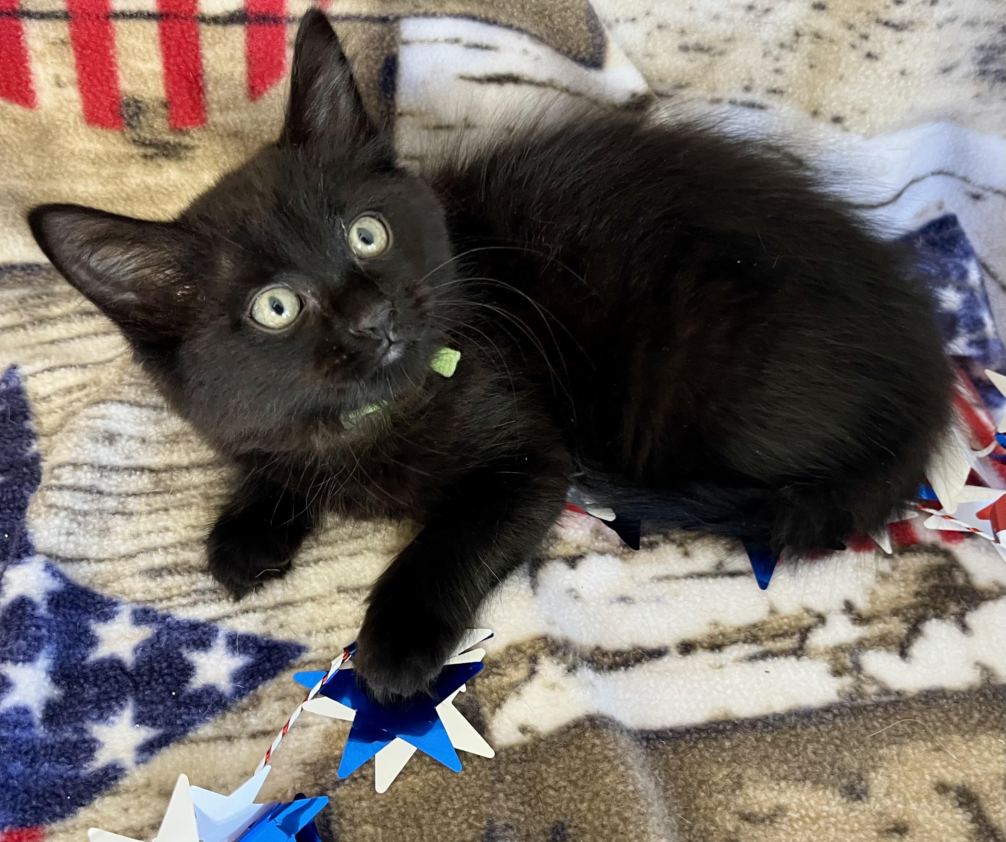 Freedom/Glory/America, a ADOPTABLE mixed breed in Rocky Hill, CT image 3/6