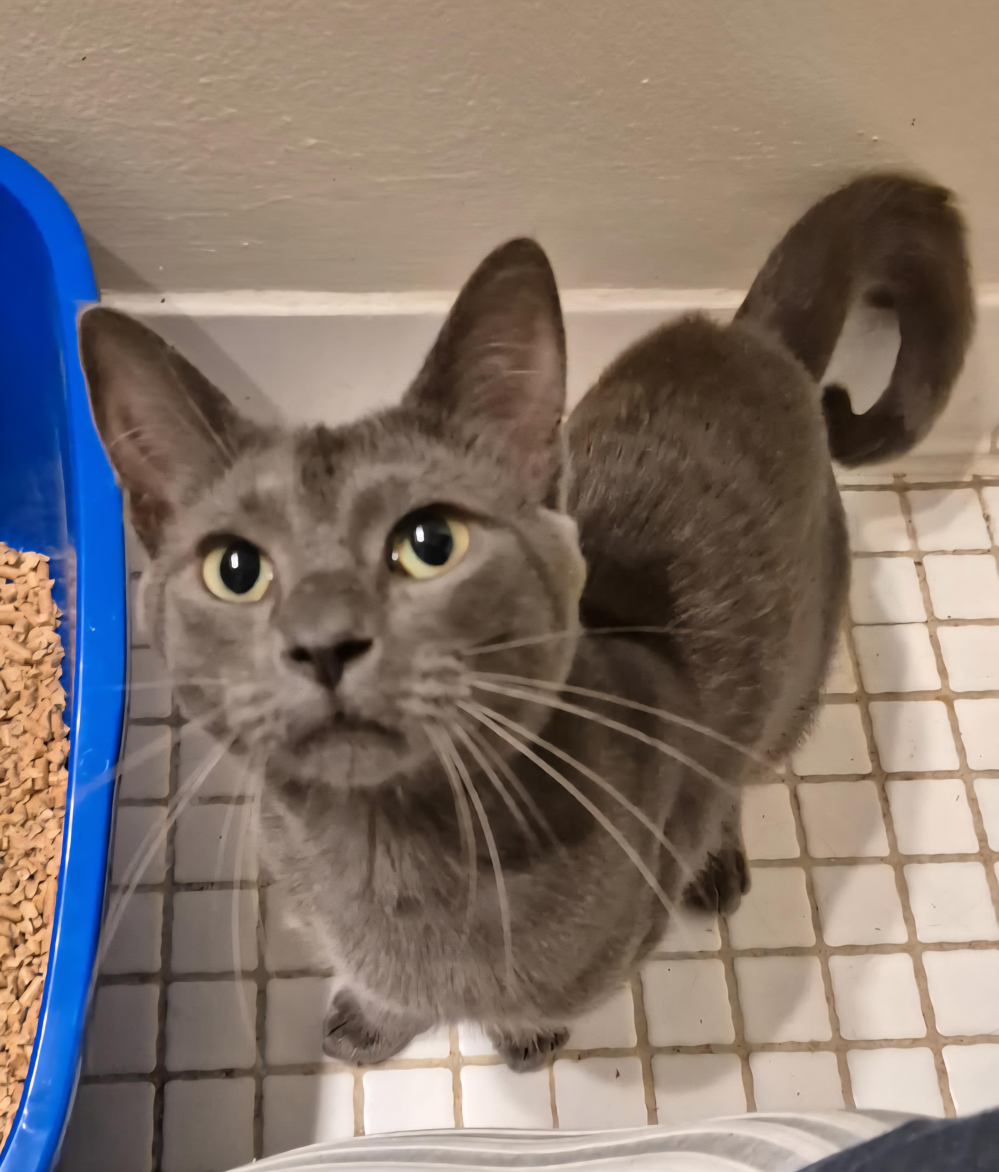 Bentler, Adoptable, Adult Male Domestic Short Hair & Russian Blue.
