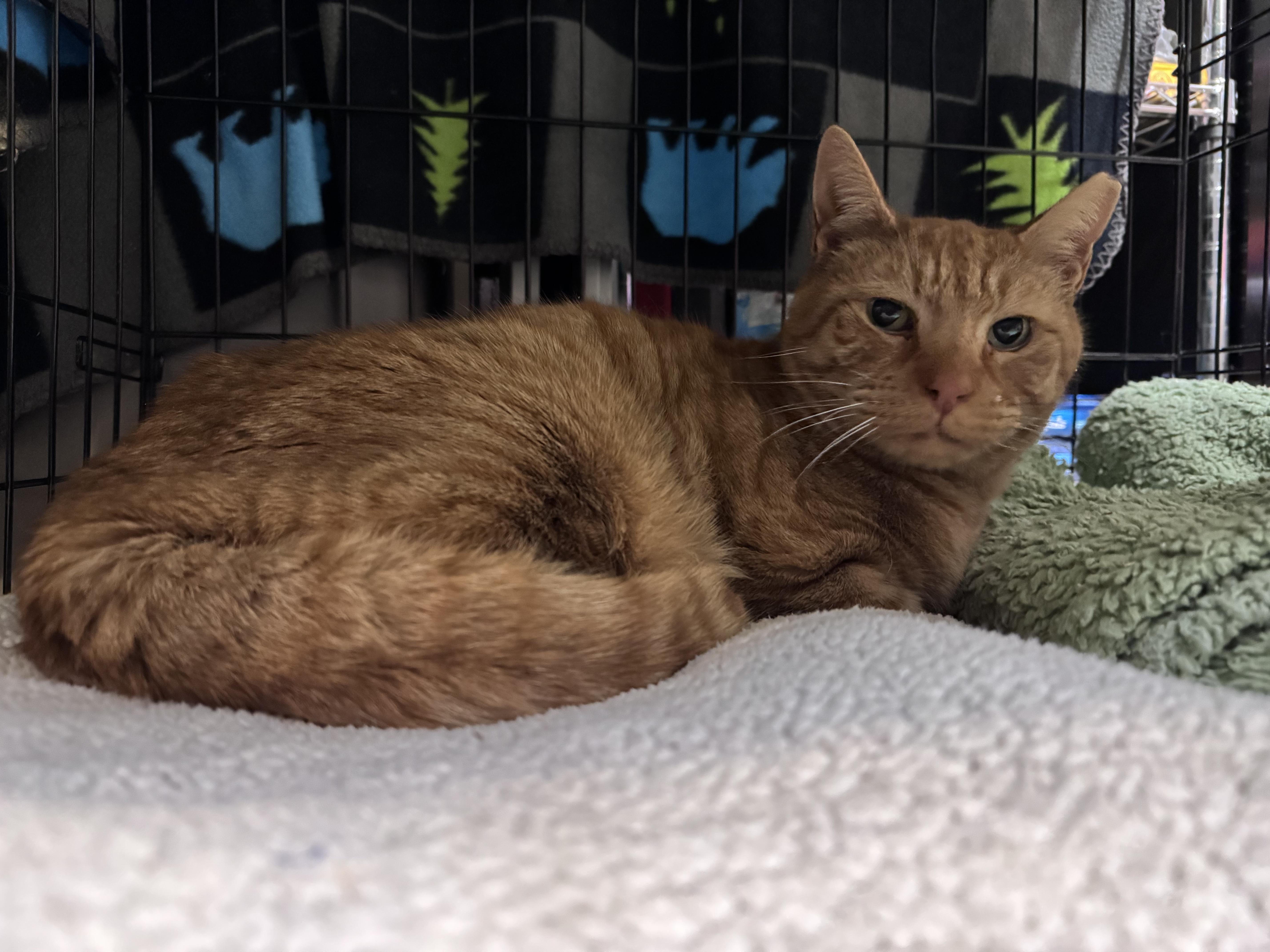 Fletcher, a ADOPTABLE Domestic Short Hair in Newburgh, NY image 4/6