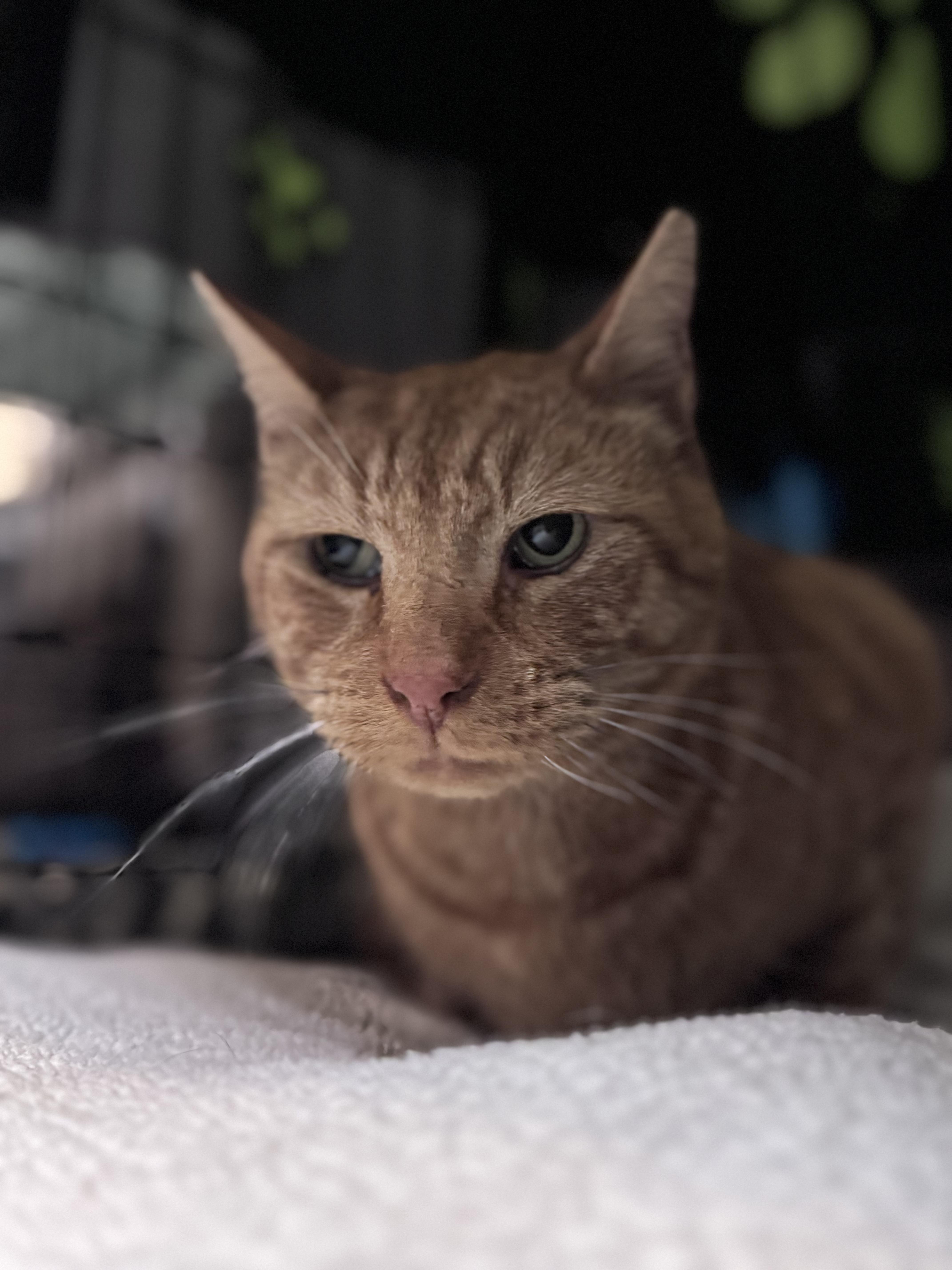 Fletcher, a ADOPTABLE Domestic Short Hair in Newburgh, NY image 6/6