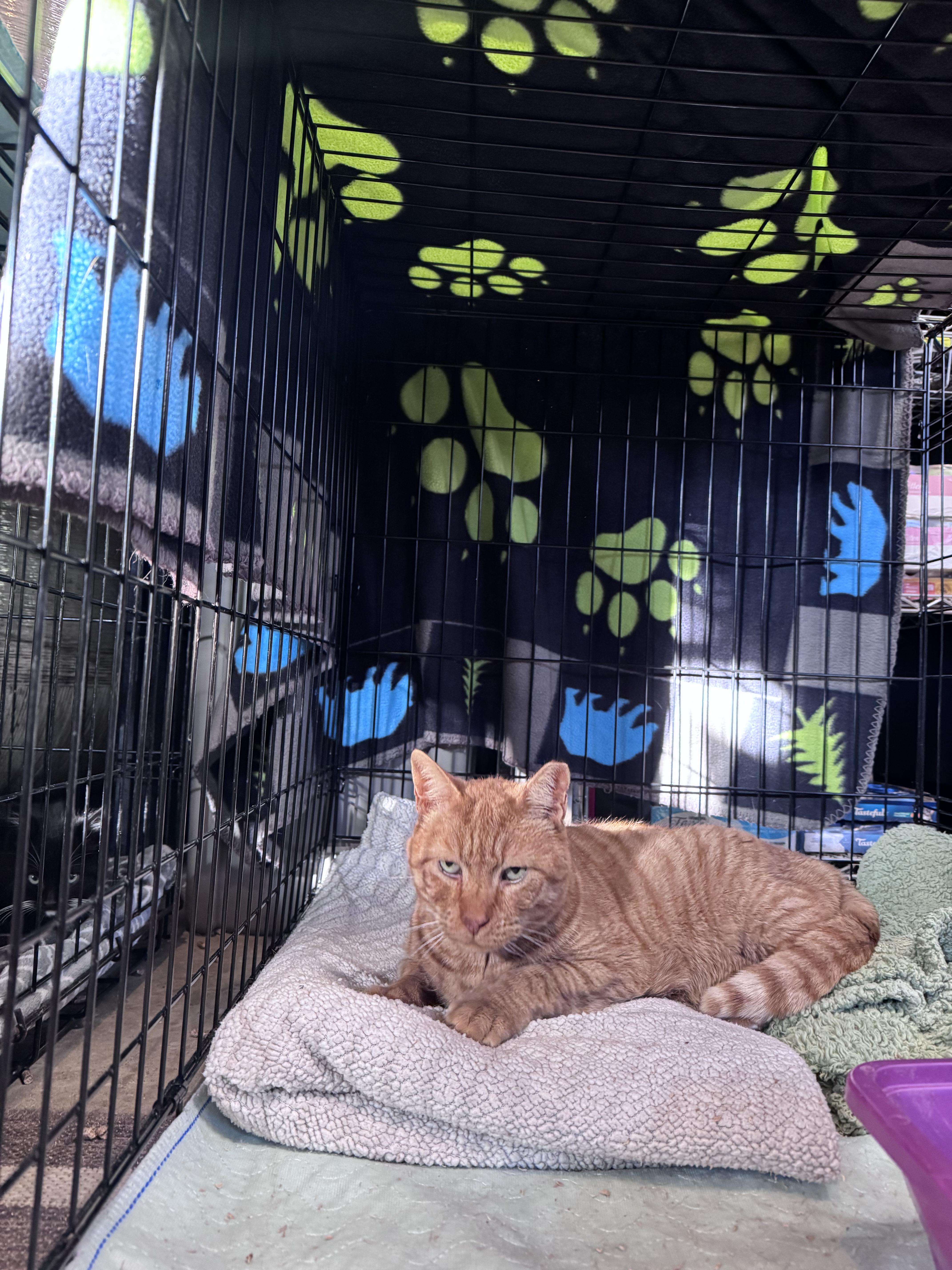 Fletcher, a ADOPTABLE Domestic Short Hair in Newburgh, NY image 3/6