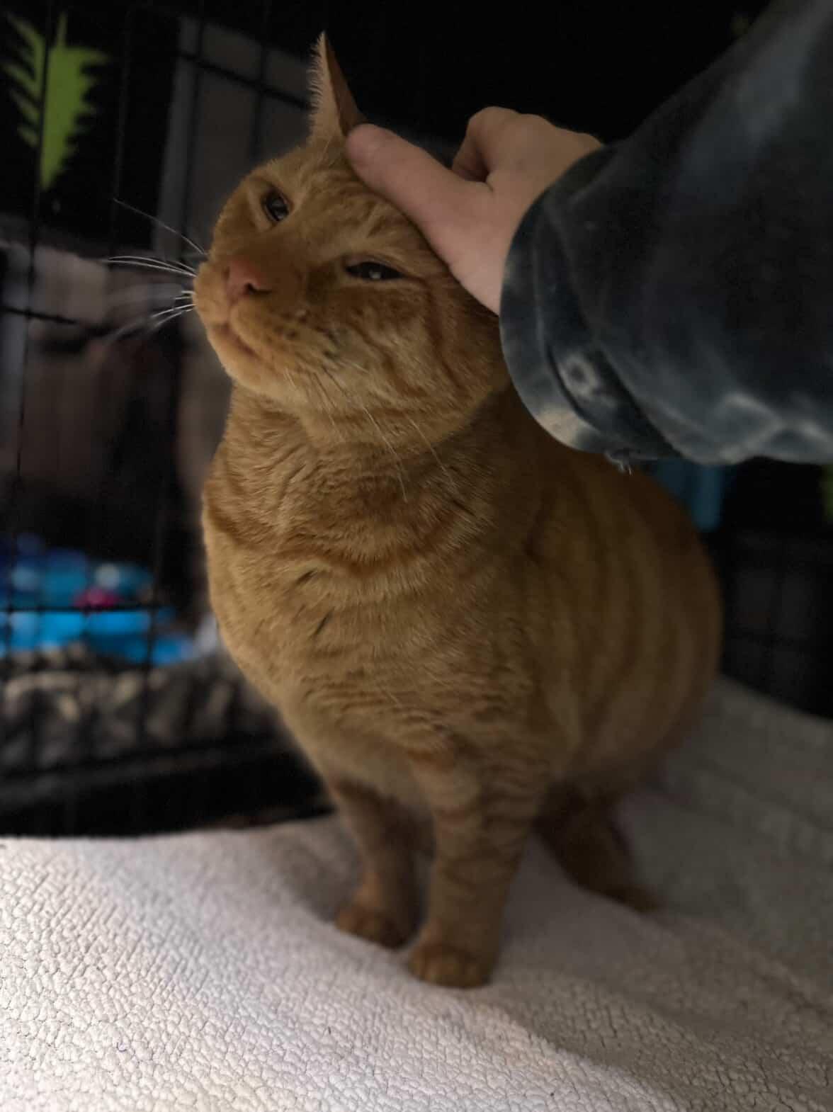 Fletcher, a ADOPTABLE Domestic Short Hair in Newburgh, NY image 5/6