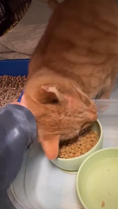 Enlarge Fletcher, a ADOPTABLE Domestic Short Hair in Newburgh, NY video 2/6