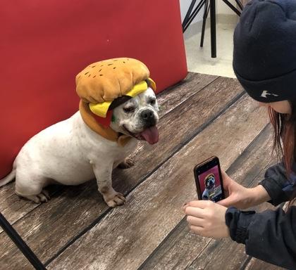 Enlarge Otis, a Adoptable mixed breed in Mount Holly, NJ image 2/6