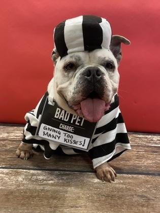 Enlarge Otis, a Adoptable mixed breed in Mount Holly, NJ image 4/6