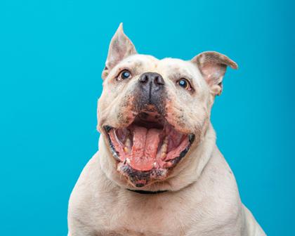 Enlarge Otis, a Adoptable mixed breed in Mount Holly, NJ image 6/6