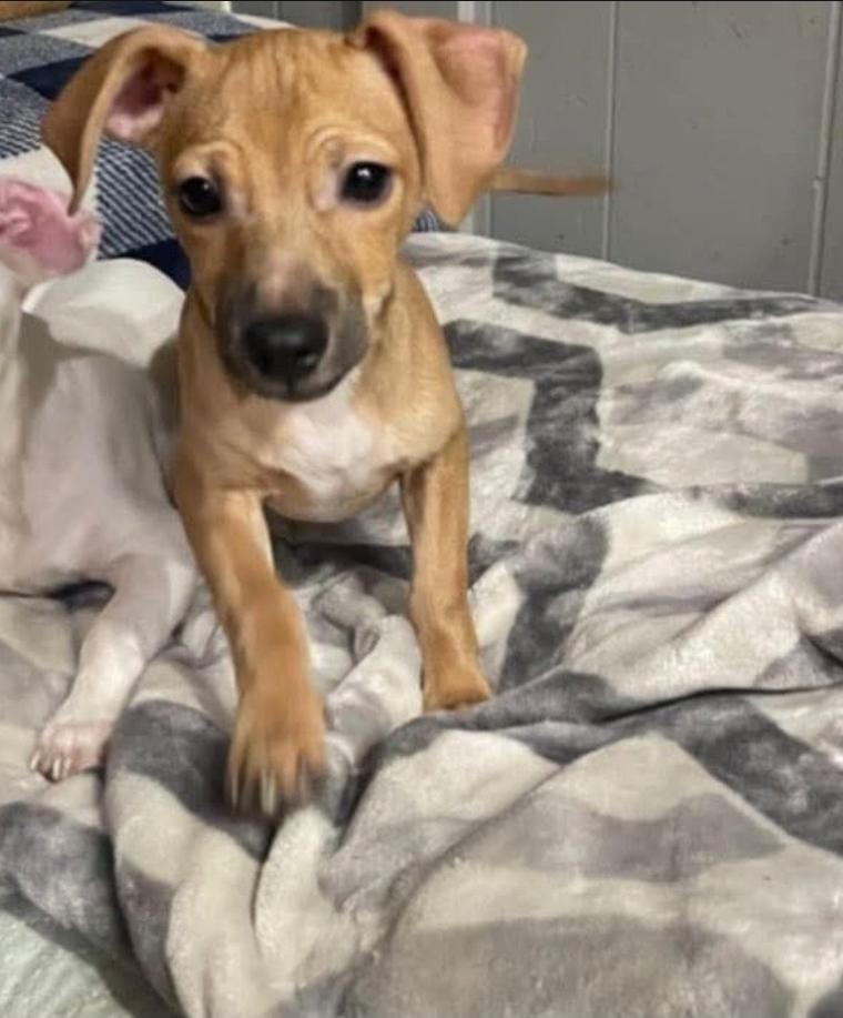 Rufus, Adoptable, Puppy Male Chihuahua.