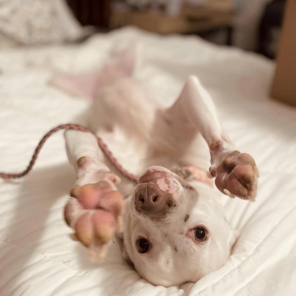 Enlarge Geode, a Adoptable Mixed Breed in Springboro, OH image 1/6