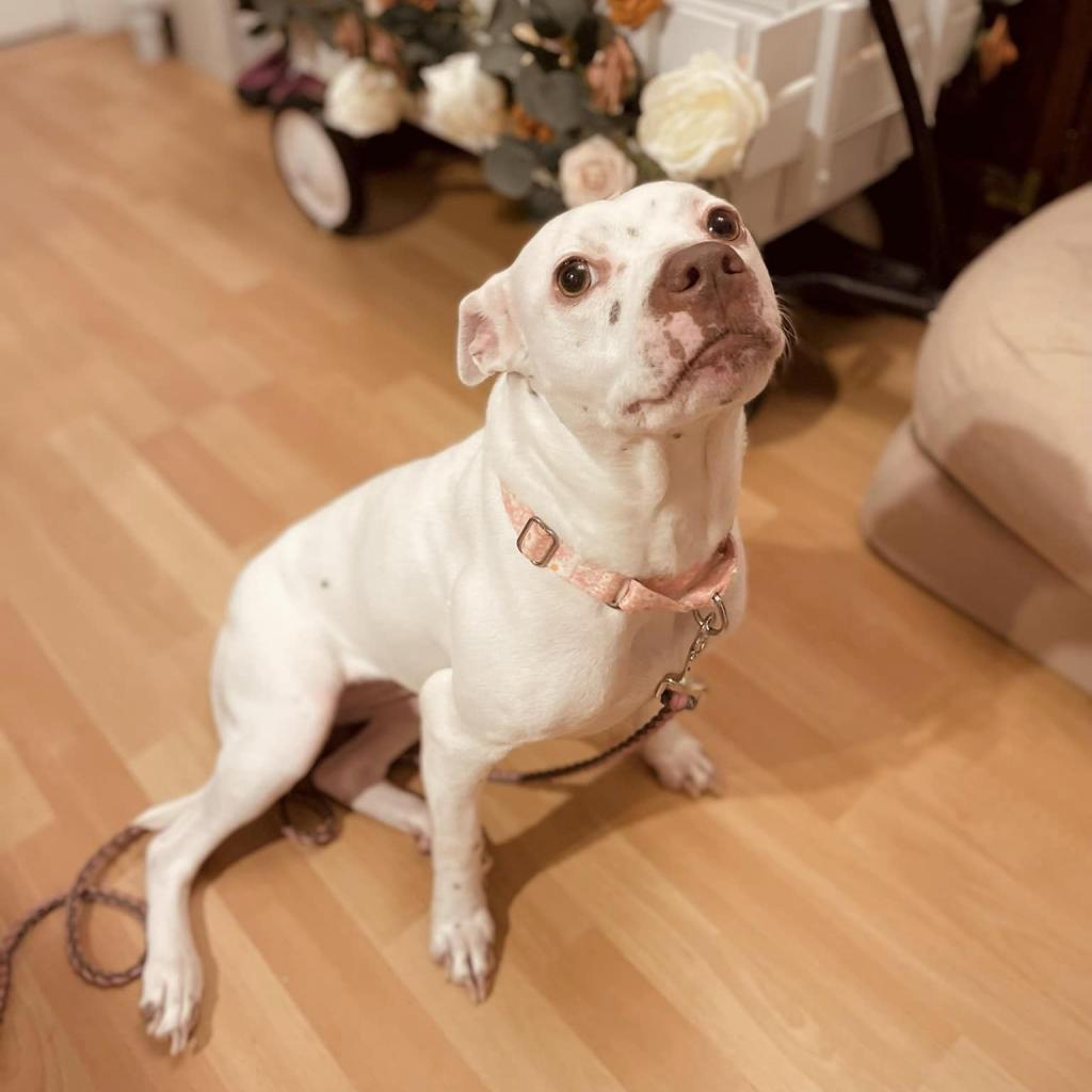 Enlarge Geode, a Adoptable Mixed Breed in Springboro, OH image 5/6