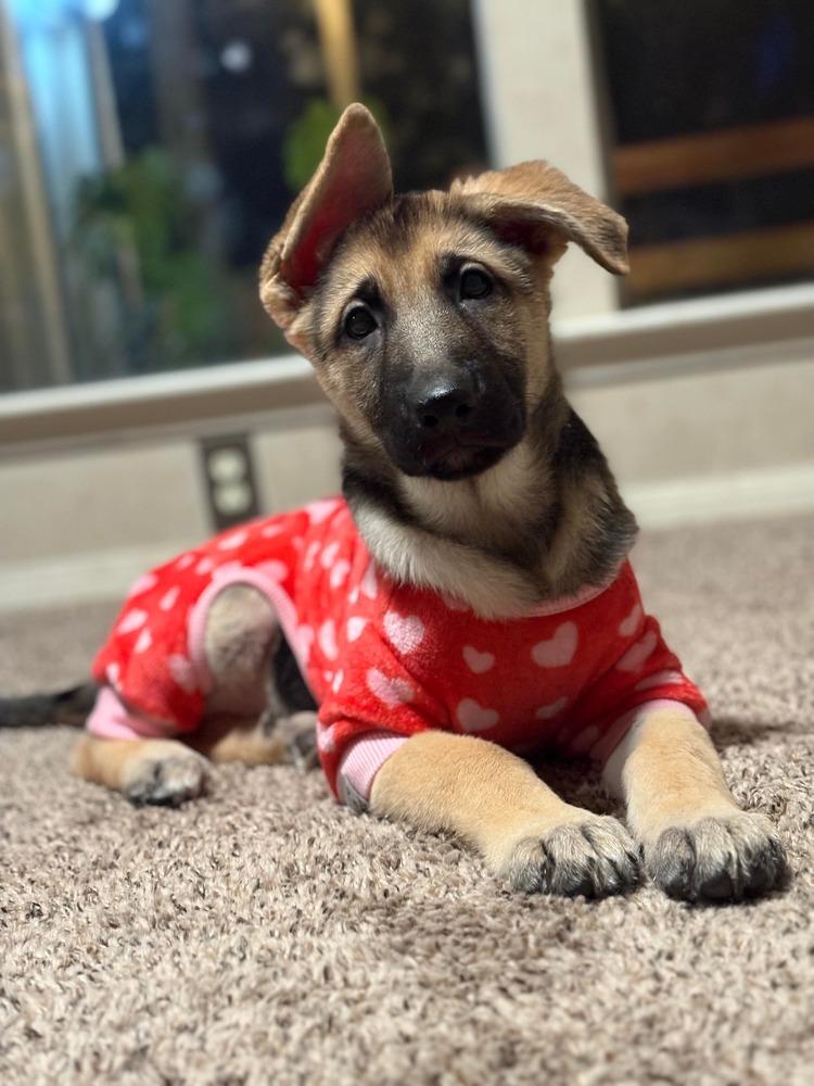 Athena Borealis-Puppy E, Adopted, Puppy Female German Shepherd Dog.