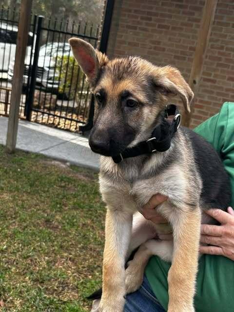 Enlarge Athena Borealis-Puppy E, a Adopted mixed breed in Sealy, TX image 2/6