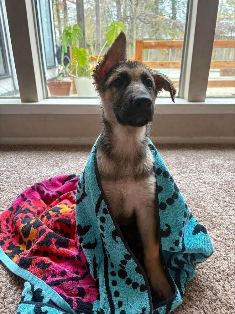 Enlarge Athena Borealis-Puppy E, a Adopted mixed breed in Sealy, TX image 3/6