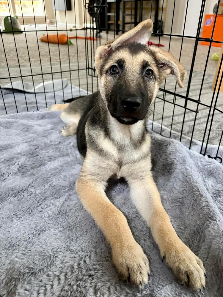 Enlarge Athena Borealis-Puppy E, a Adopted mixed breed in Sealy, TX image 4/6