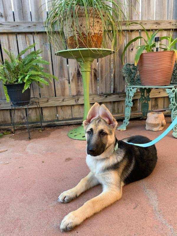 Enlarge Athena Borealis-Puppy E, a Adopted mixed breed in Sealy, TX image 5/6