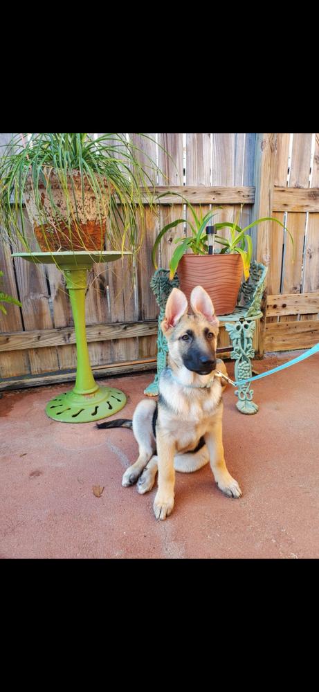 Enlarge Athena Borealis-Puppy E, a Adopted mixed breed in Sealy, TX image 6/6