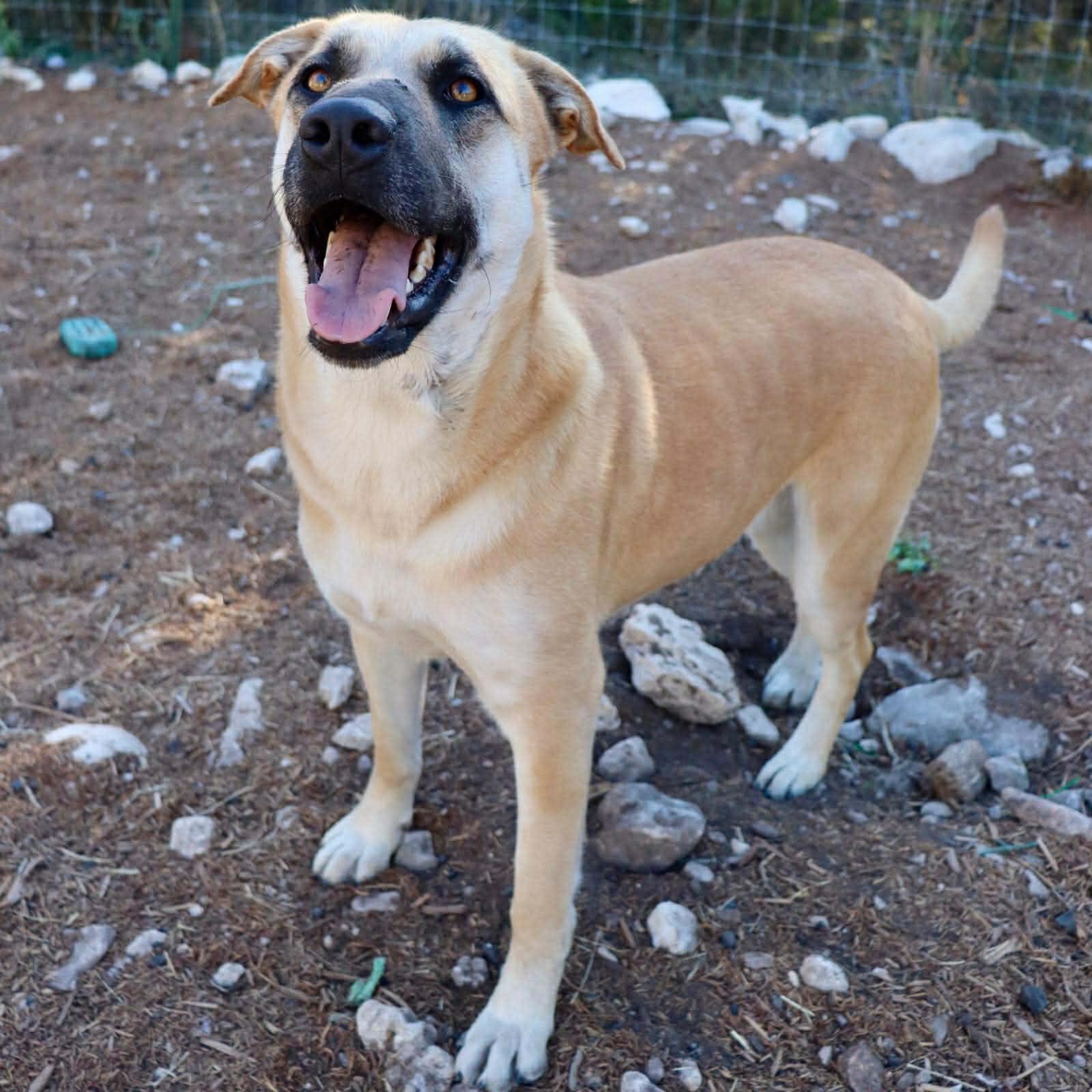 Enlarge HollyBerry, a Adoptable mixed breed in Albany, NY image 2/5