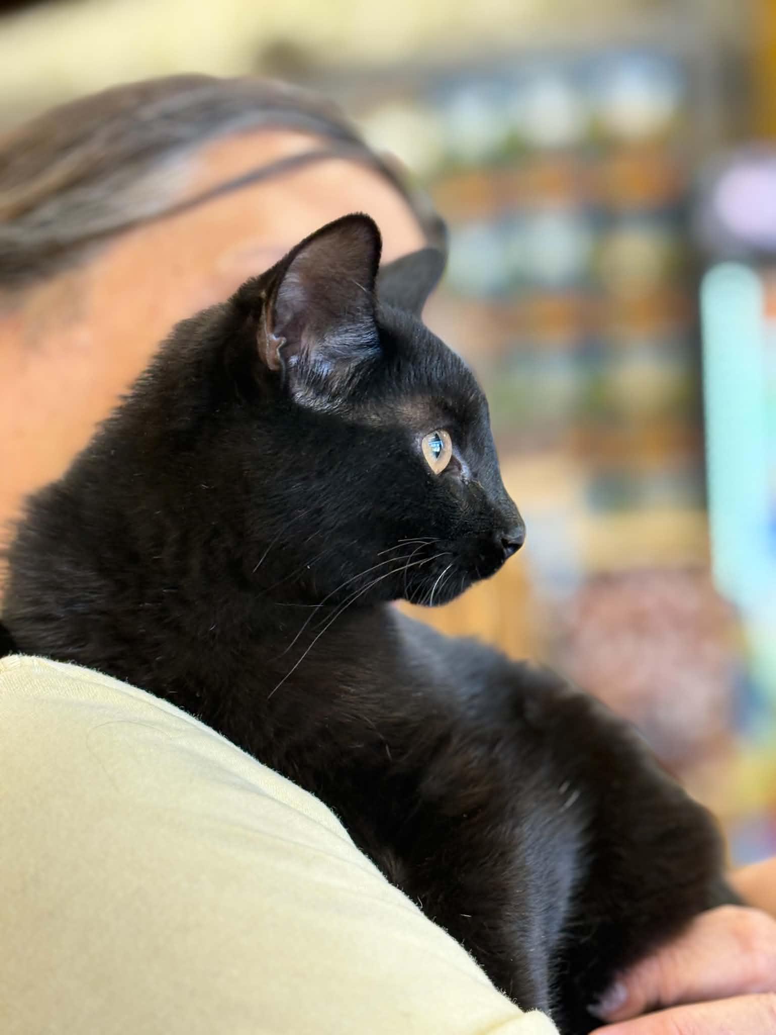 Enlarge Johnny Cash (Debbie-fostered in TN), a Adoptable mixed breed in Brooklyn, CT image 1/4