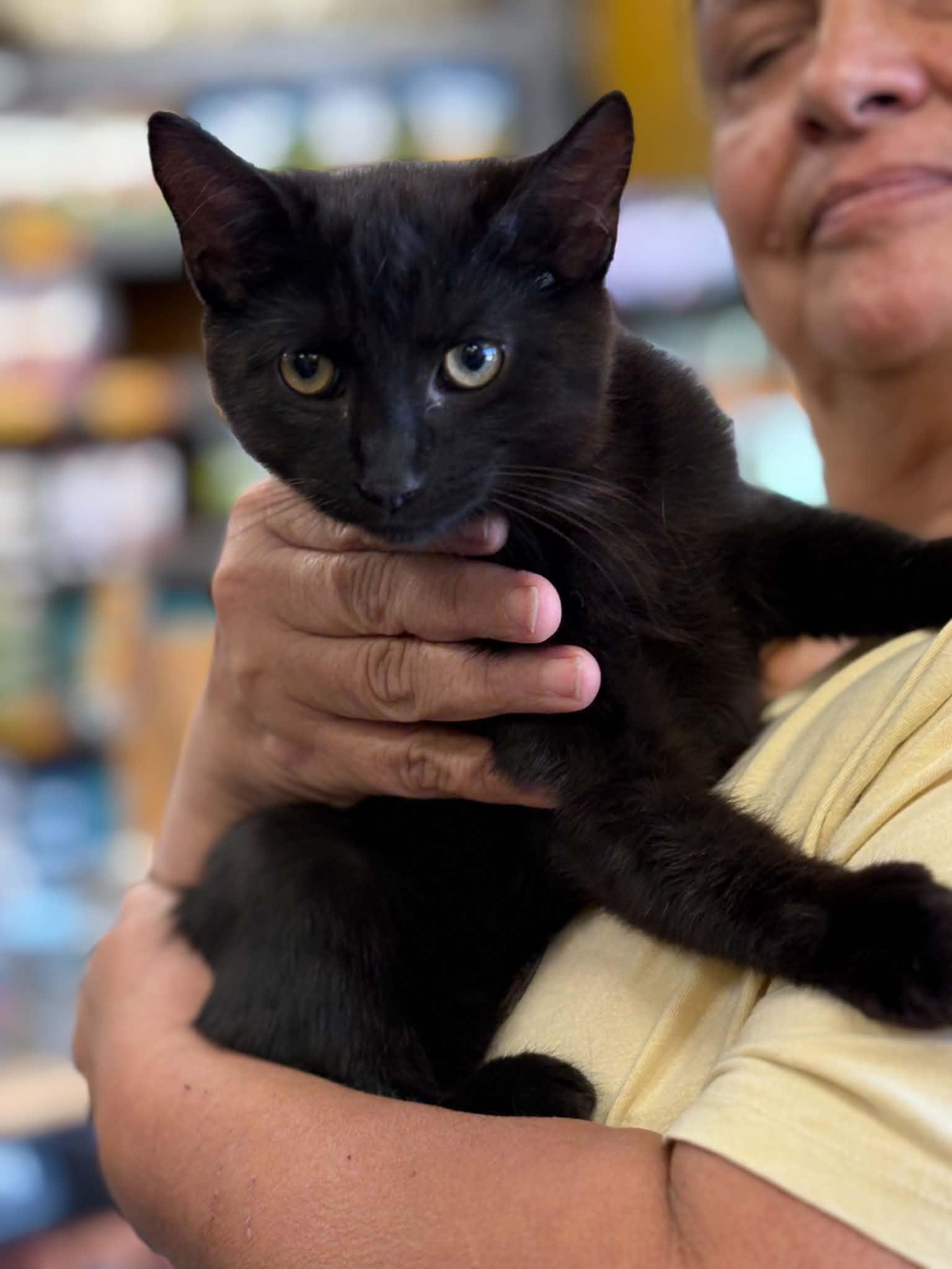 Enlarge Johnny Cash (Debbie-fostered in TN), a Adoptable mixed breed in Brooklyn, CT image 2/4