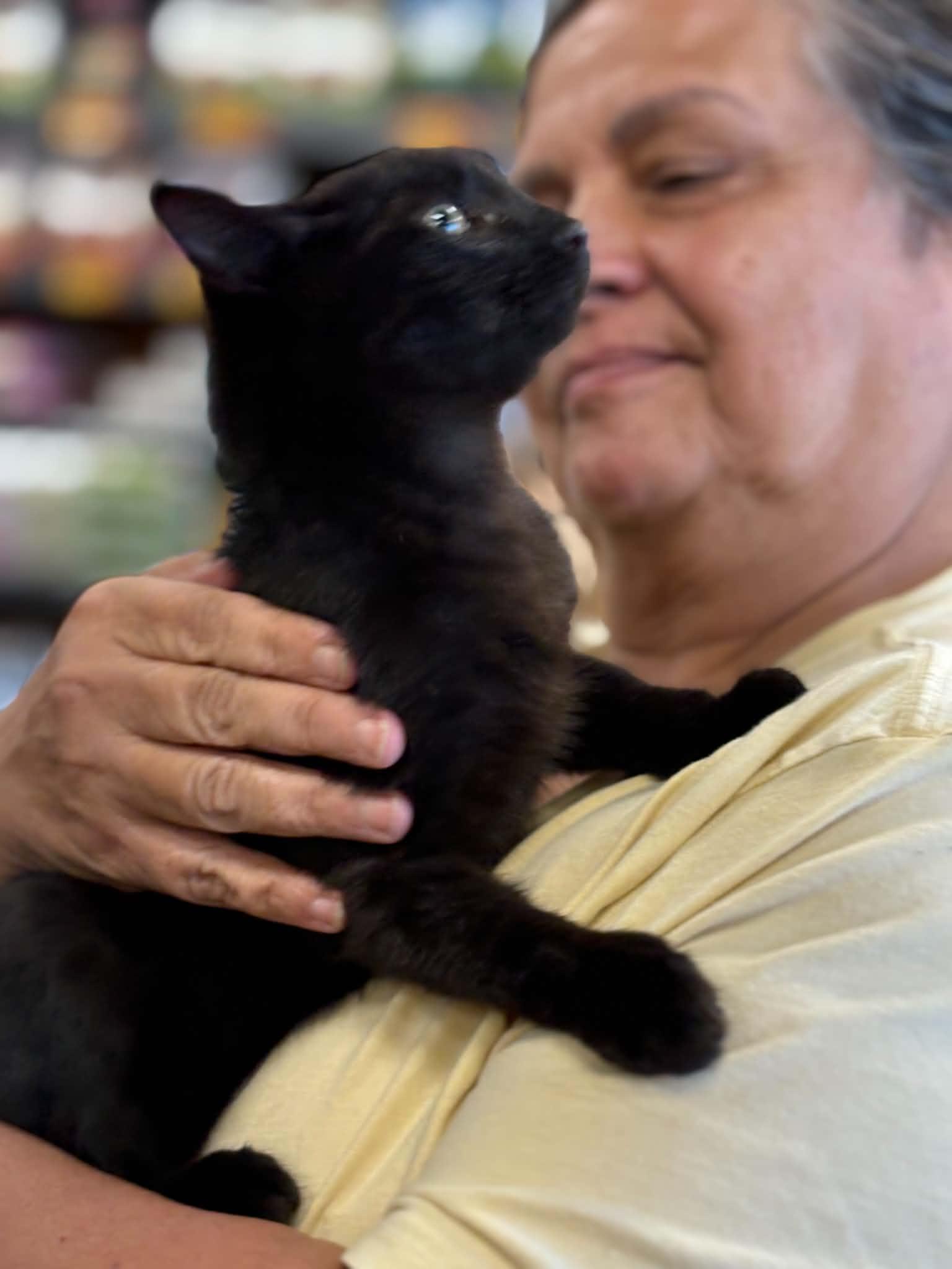 Enlarge Johnny Cash (Debbie-fostered in TN), a Adoptable mixed breed in Brooklyn, CT image 4/4