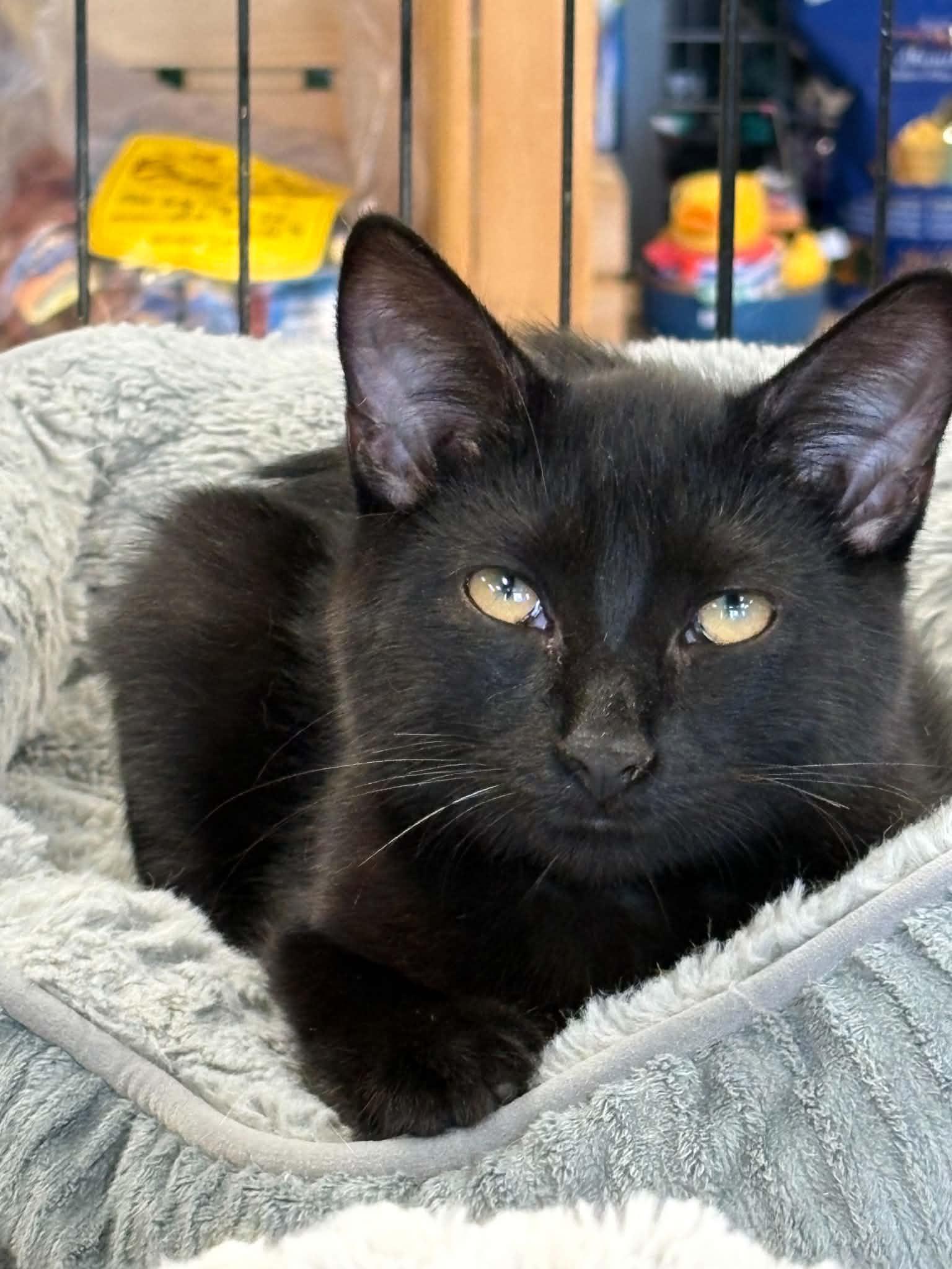 Enlarge Johnny Cash (Debbie-fostered in TN), a Adoptable mixed breed in Brooklyn, CT image 3/4
