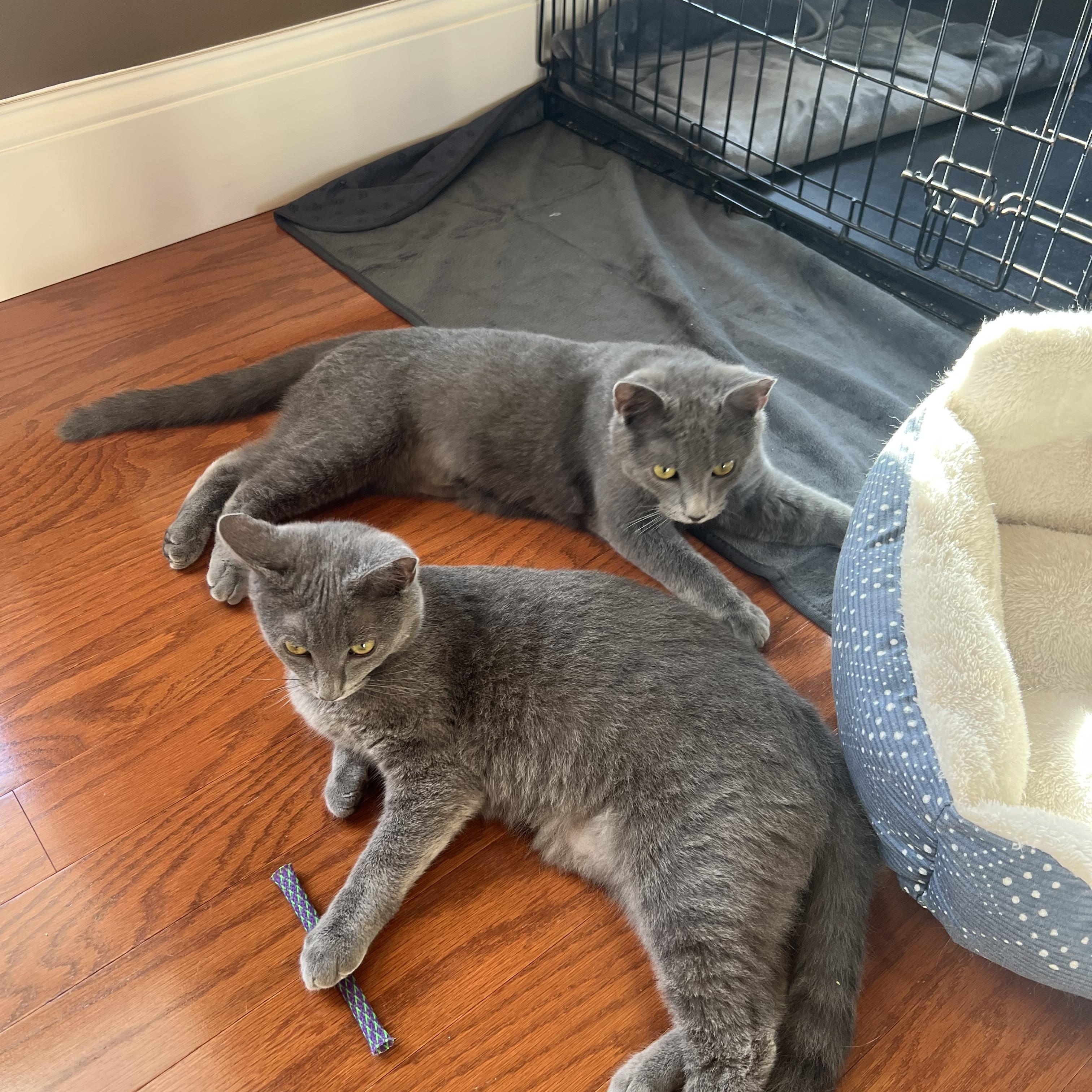 Mars & Jupiter (bonded brothers), ADOPTABLE, Young Male Domestic Short Hair.