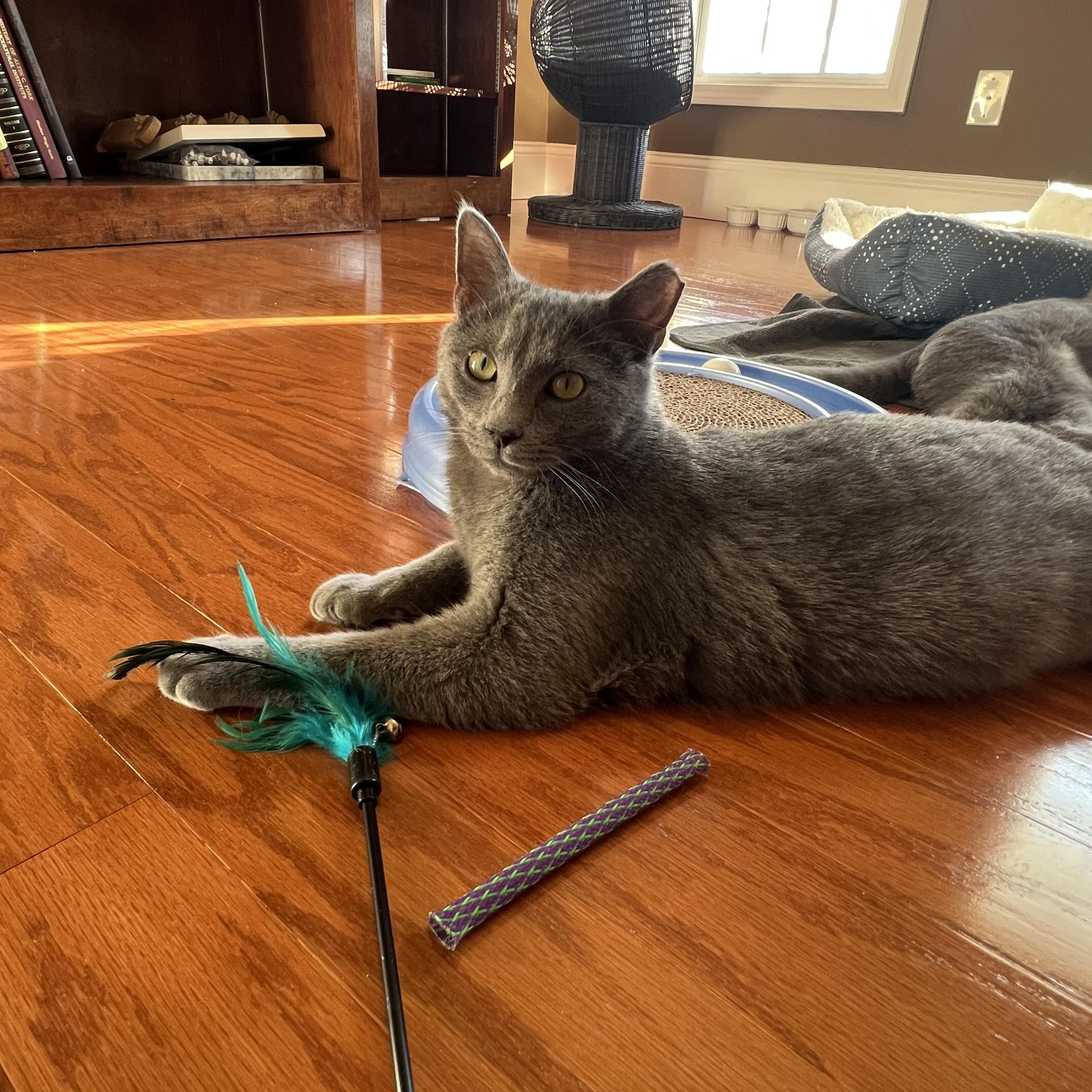 Mars & Jupiter (bonded brothers), a ADOPTABLE Domestic Short Hair in Nashville, TN image 2/3