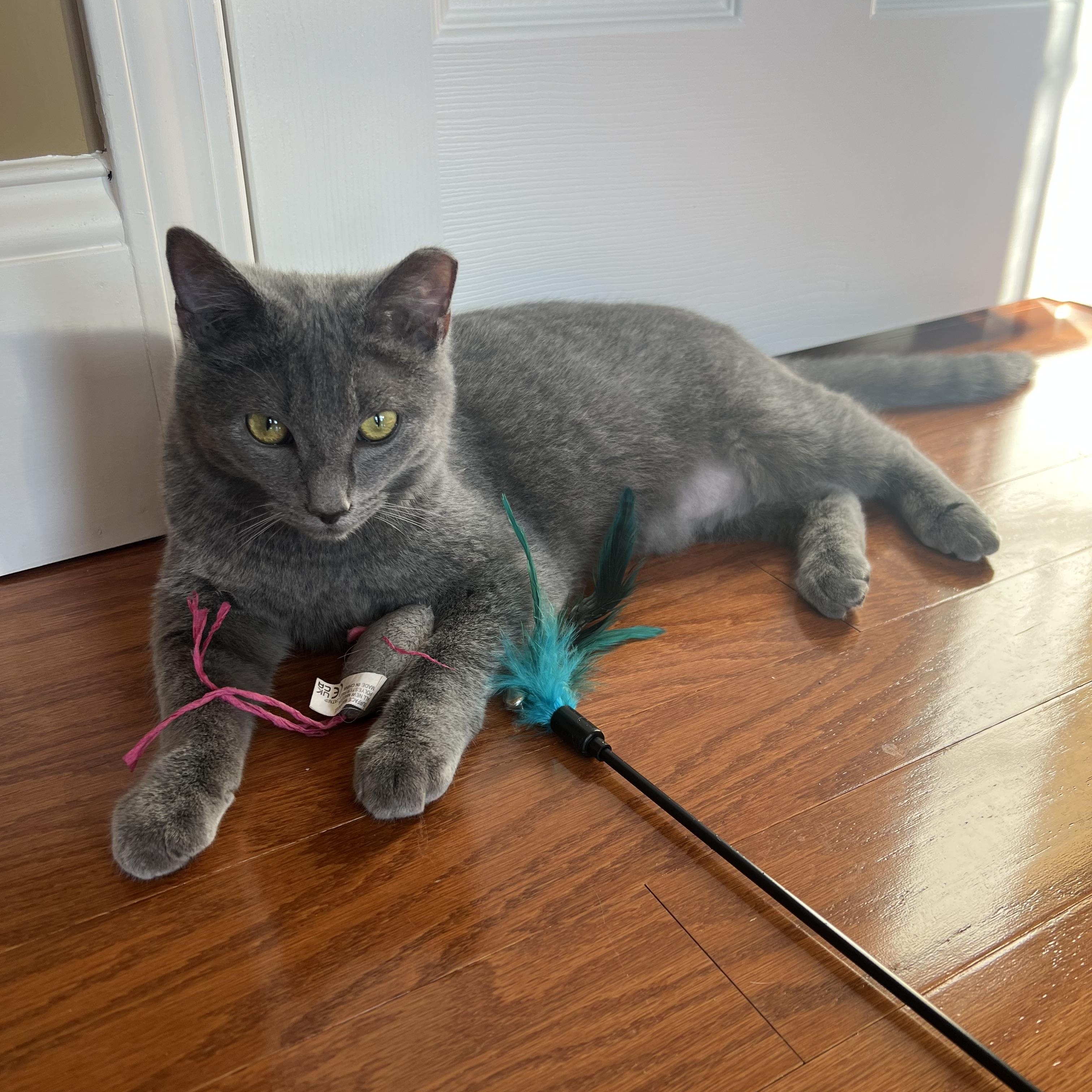 Mars & Jupiter (bonded brothers), a ADOPTABLE Domestic Short Hair in Nashville, TN image 3/3