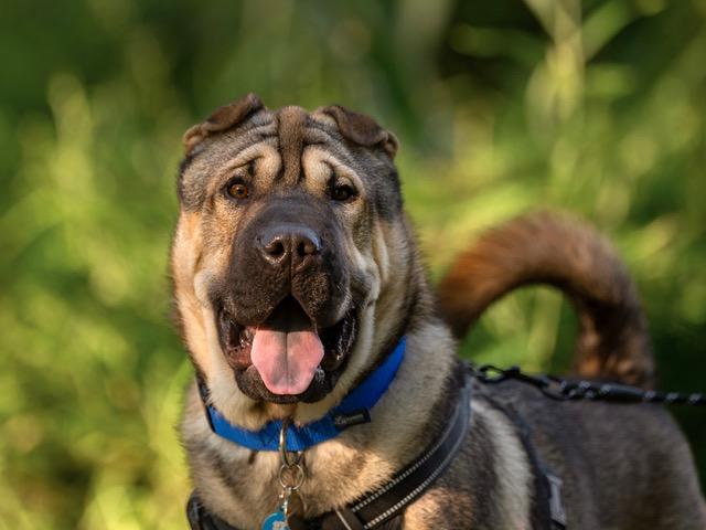RUFFLES, Adoptable, Adult Male Shar-Pei.