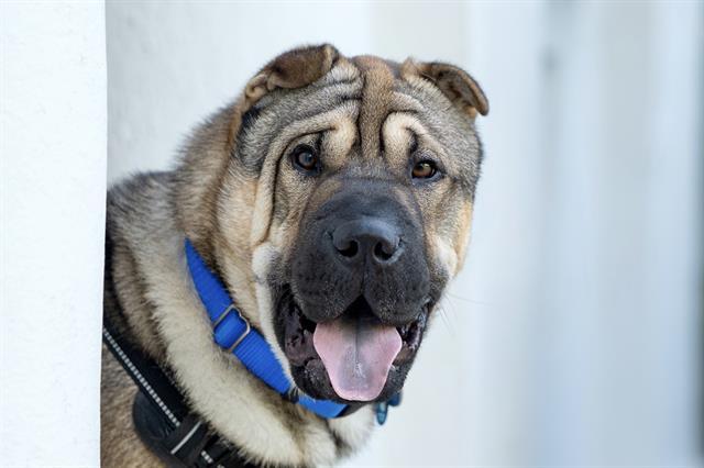 RUFFLES, Adoptable, Adult Male Shar-Pei.