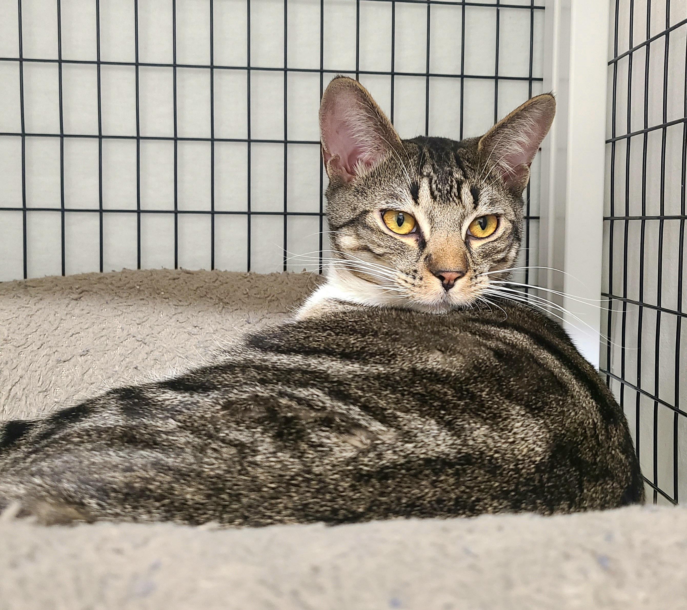 Williston, ADOPTABLE, Kitten Male Domestic Short Hair.