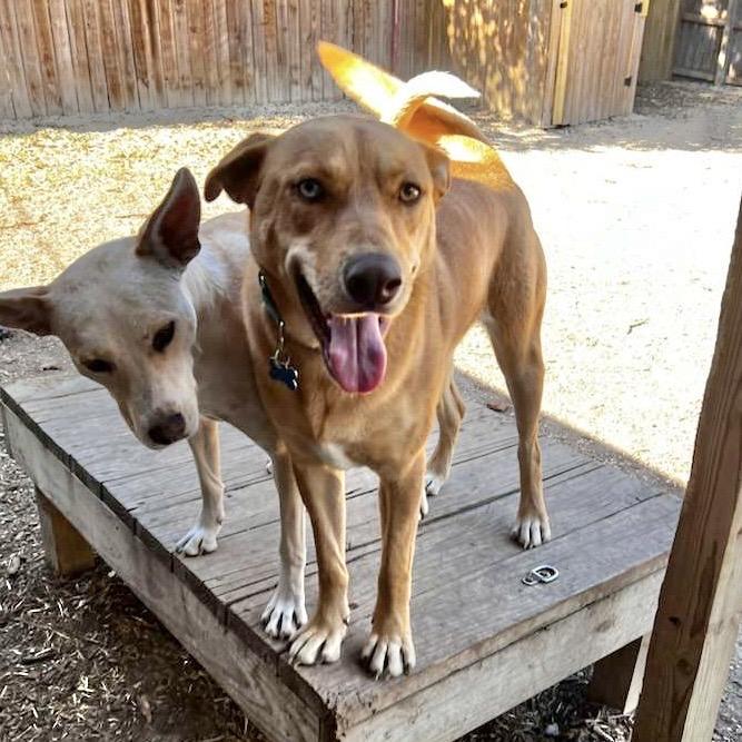Caramelo, Adoptable, Adult Male Yellow Labrador Retriever & Carolina Dog.