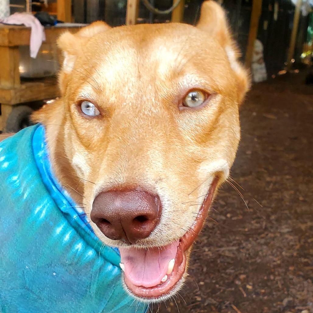 Enlarge Caramelo, a Adoptable mixed breed in Hartford, CT image 2/6