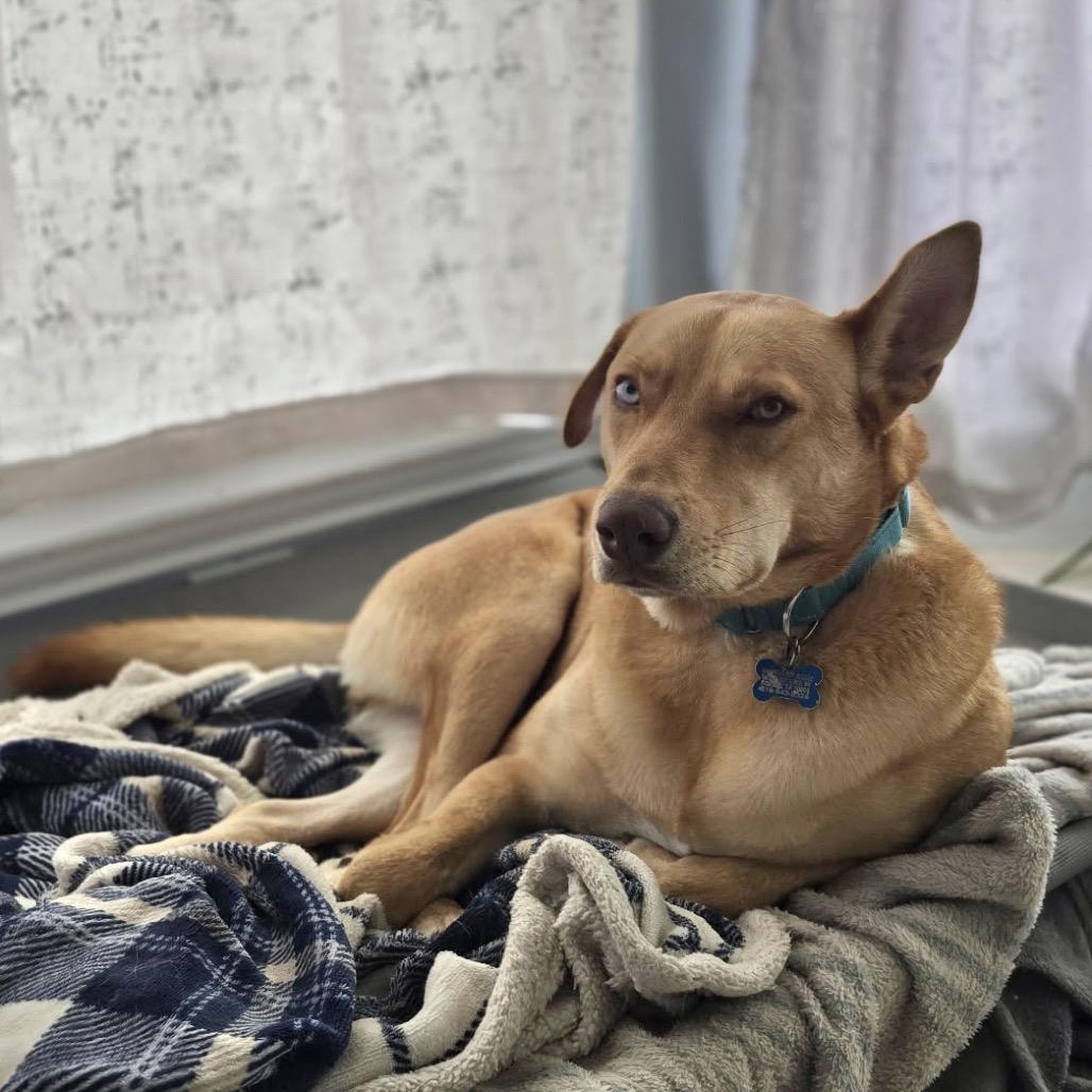 Enlarge Caramelo, a Adoptable mixed breed in Hartford, CT image 3/6